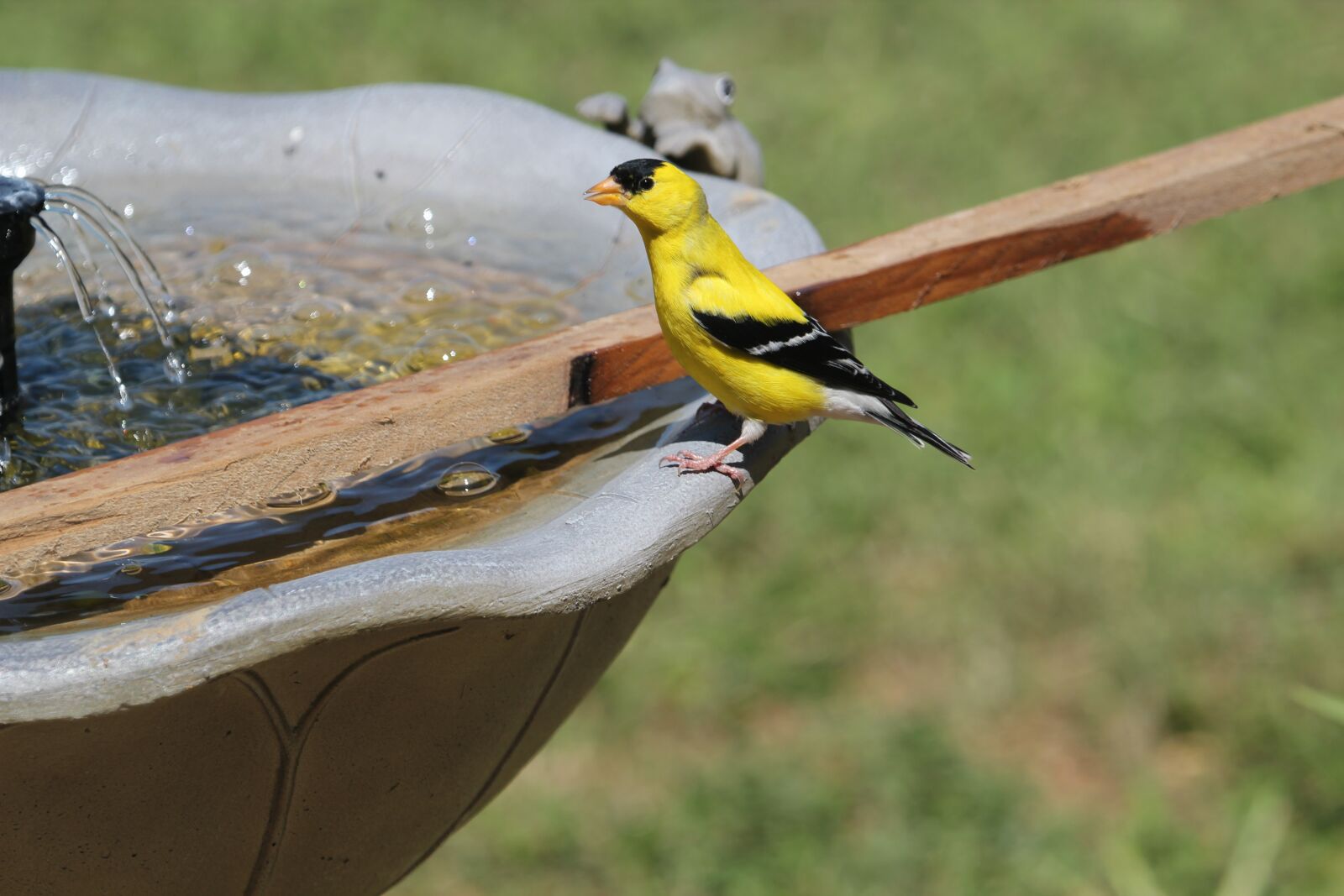 Canon EOS 550D (EOS Rebel T2i / EOS Kiss X4) sample photo. Bird, finch, goldfinch photography