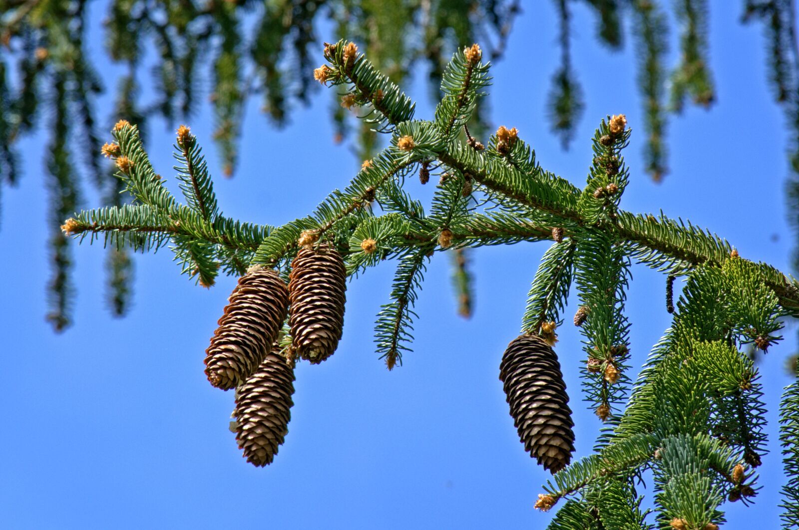 55.0-200.0mm f/4.0-f/5.6 sample photo. Tap, fir tree, branch photography