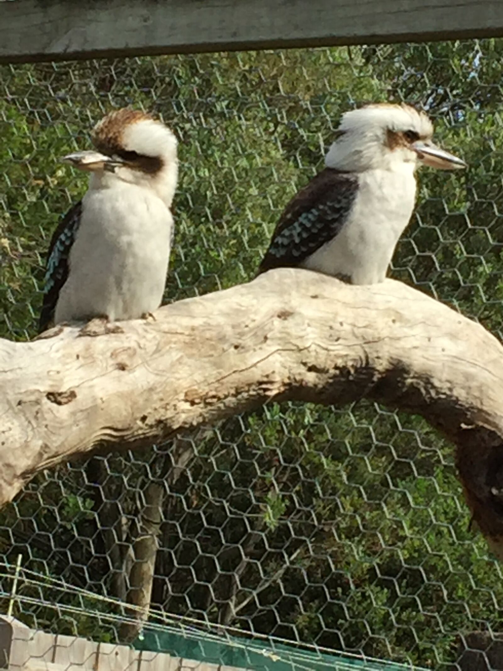 iPhone 6 back camera 4.15mm f/2.2 sample photo. Kookaburras, maru, park, australia photography