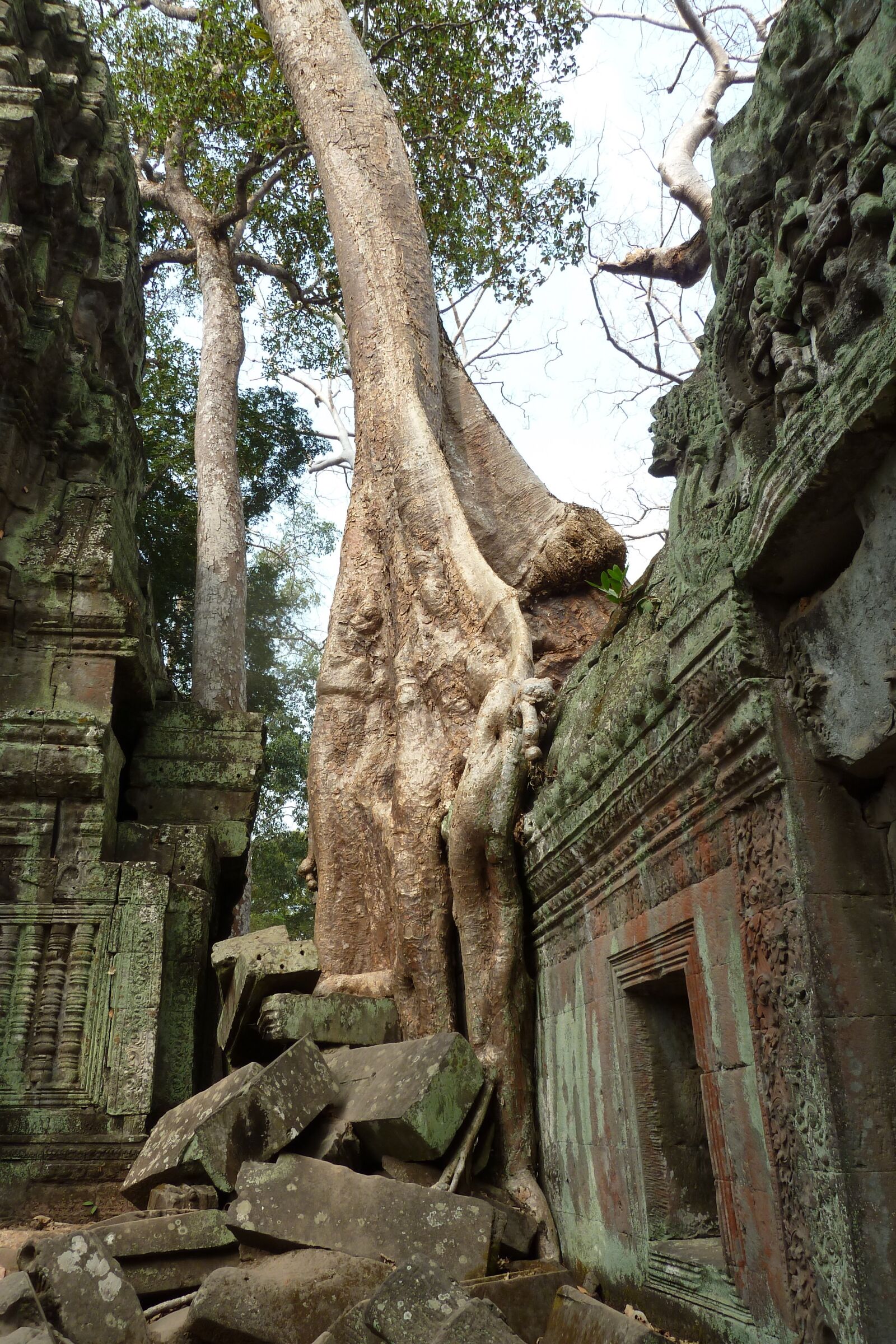 Panasonic Lumix DMC-ZS7 (Lumix DMC-TZ10) sample photo. Cambodia, tree, ancient photography