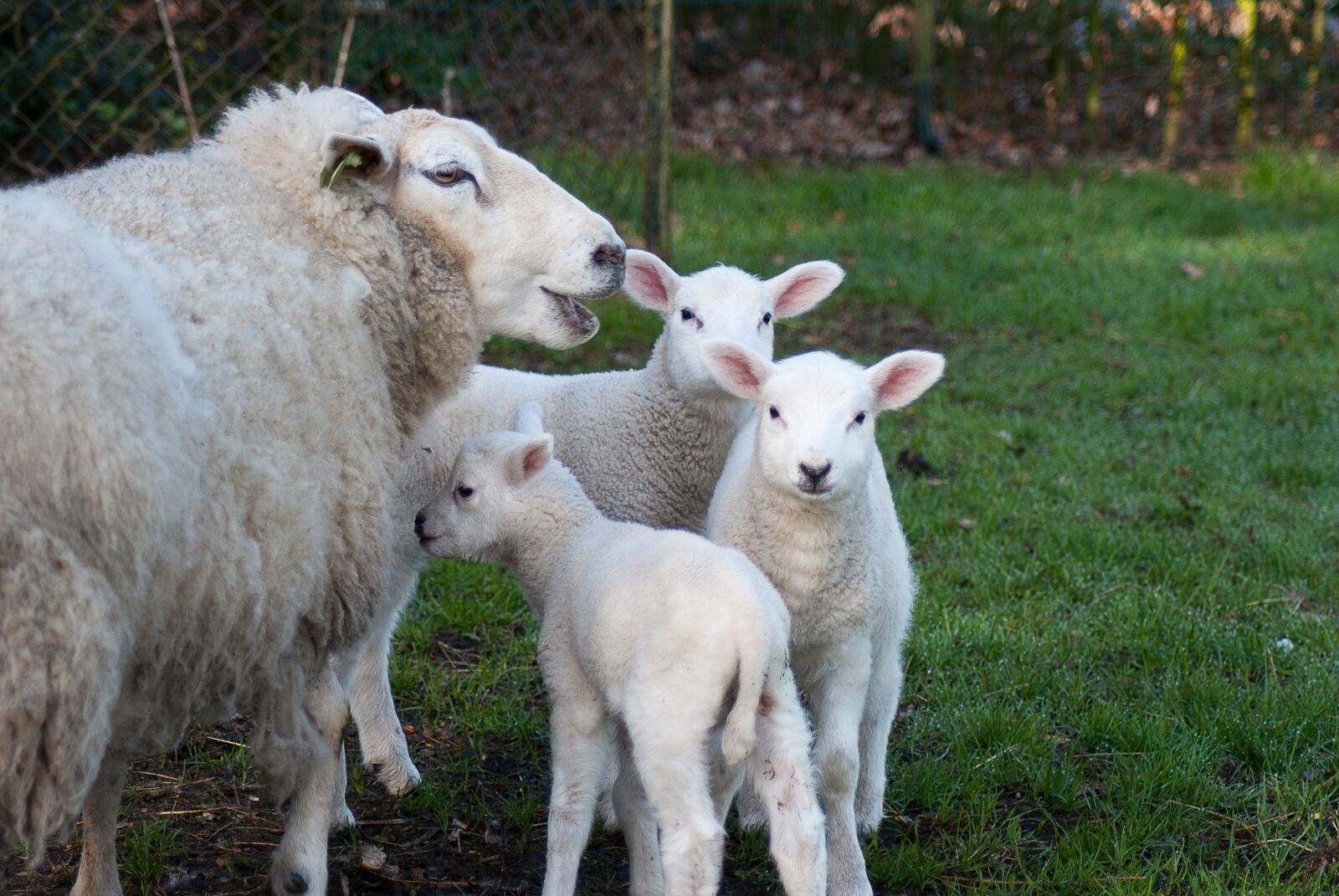 Nikon D3000 sample photo. Lamb, little sheep, lenthe photography