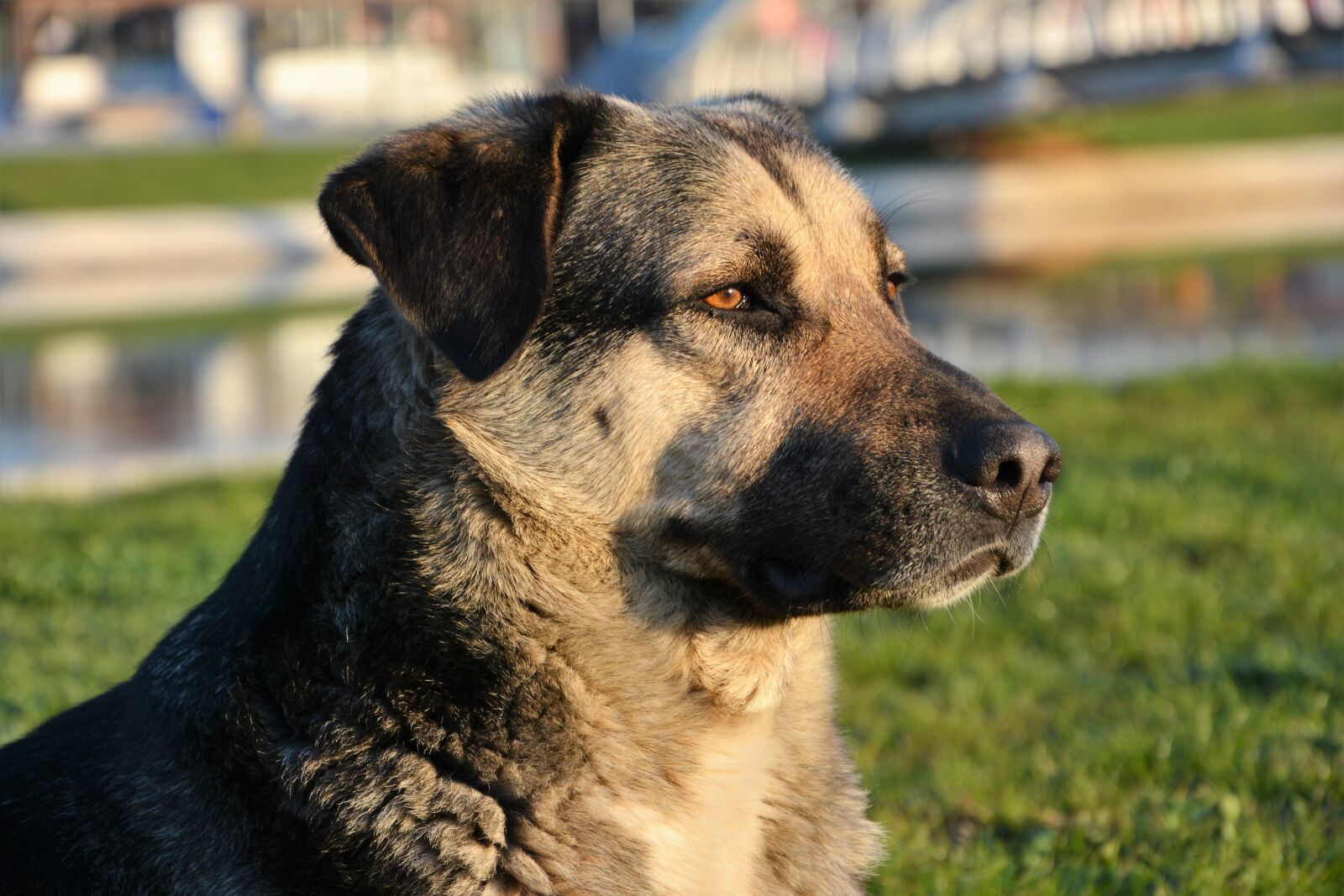 Nikon D7100 sample photo. Dog, animal, shepherd dog photography