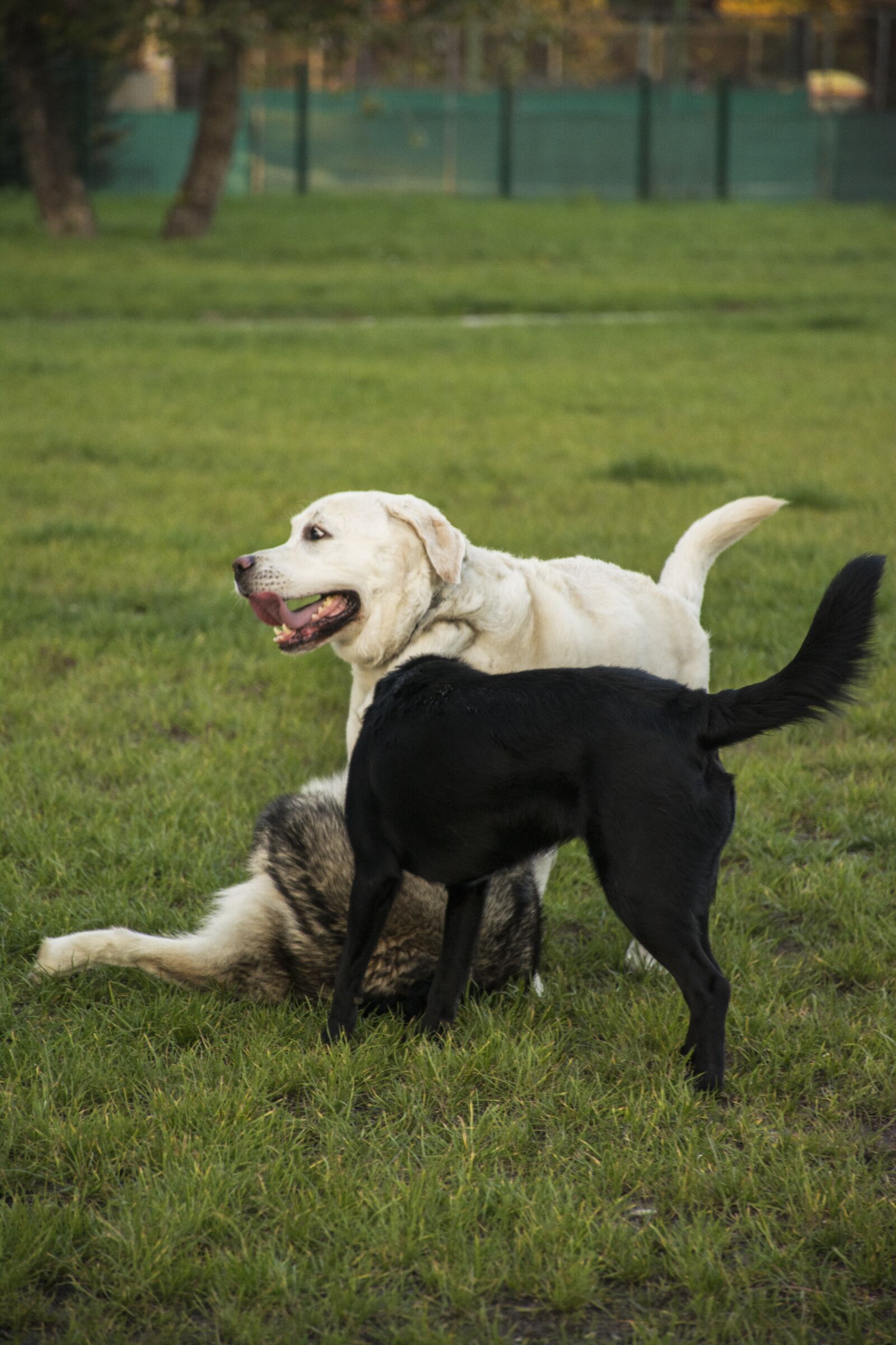 Nikon D7100 sample photo. Dogs, playing, happy photography