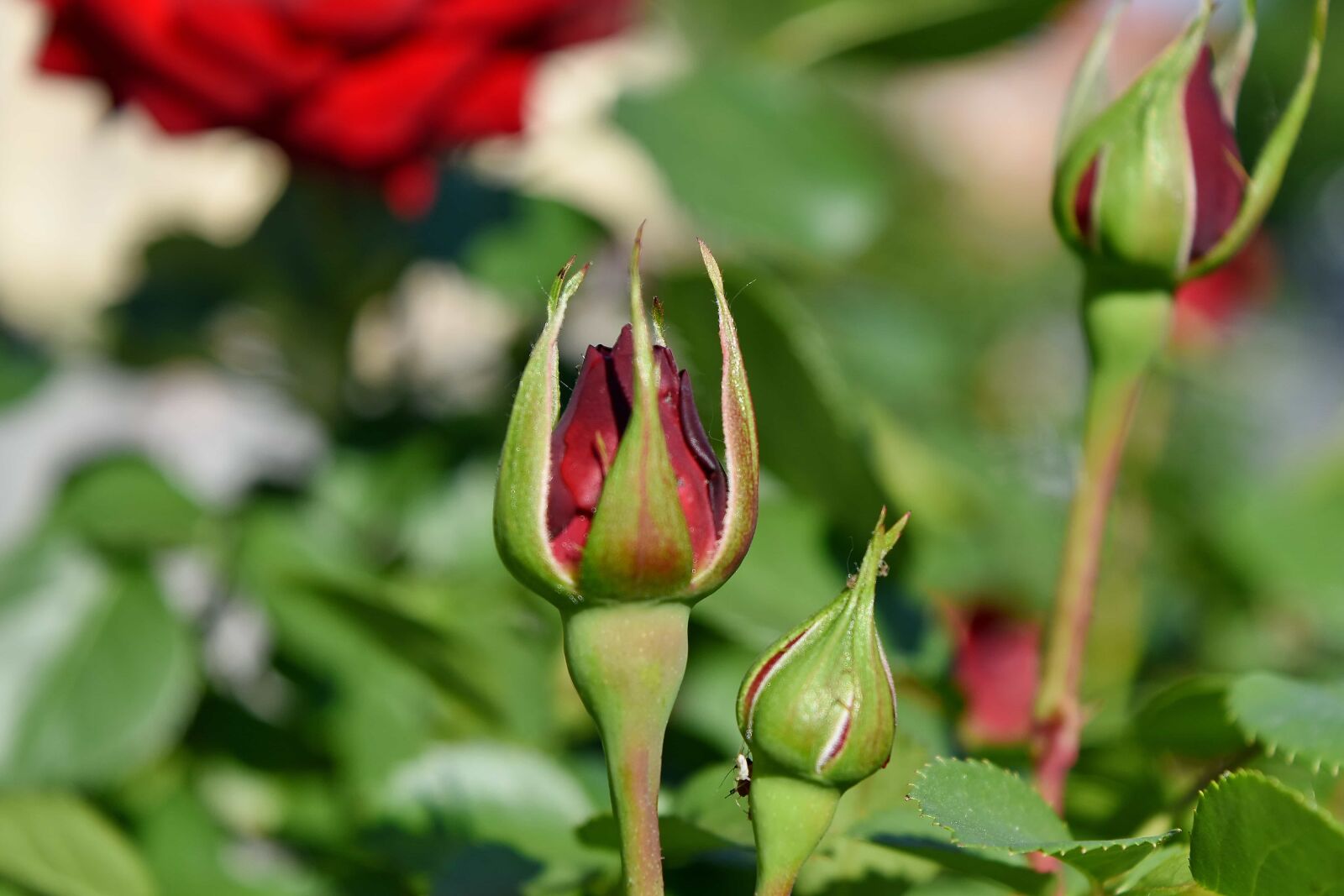 Nikon D5500 sample photo. Reddish, rose, shrub, bud photography