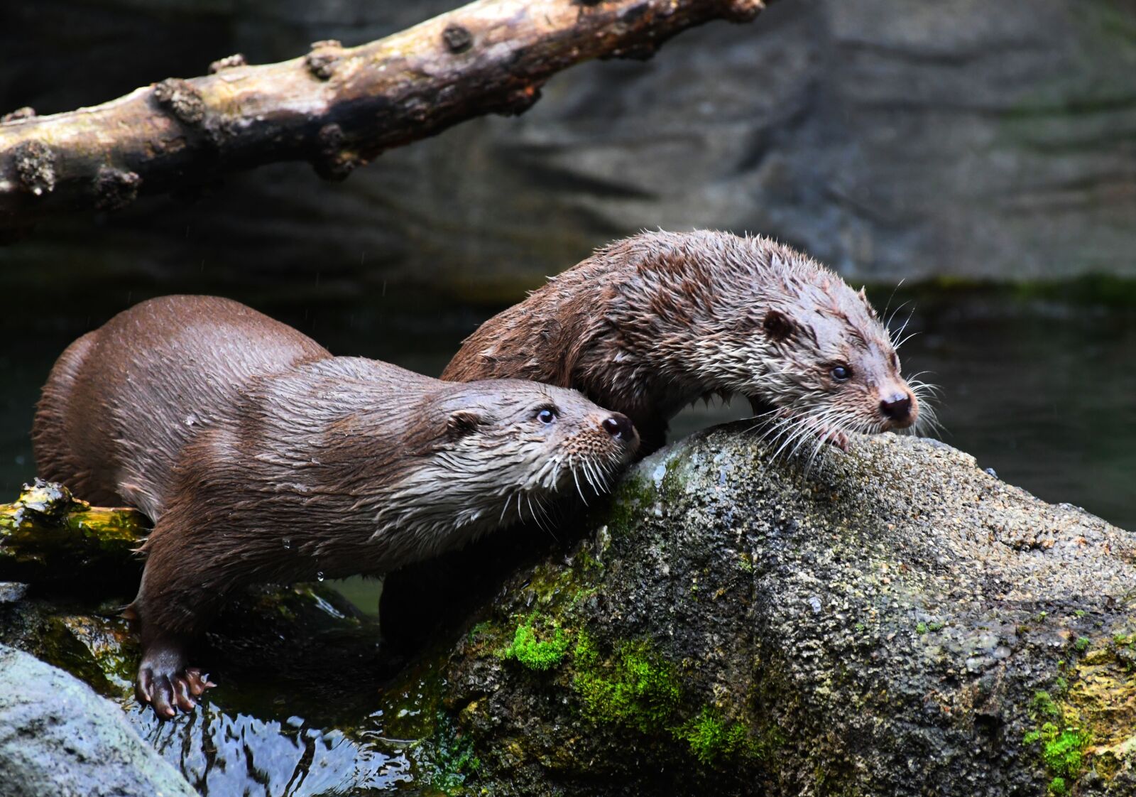 Nikon D7500 sample photo. Otters, cute, animal photography