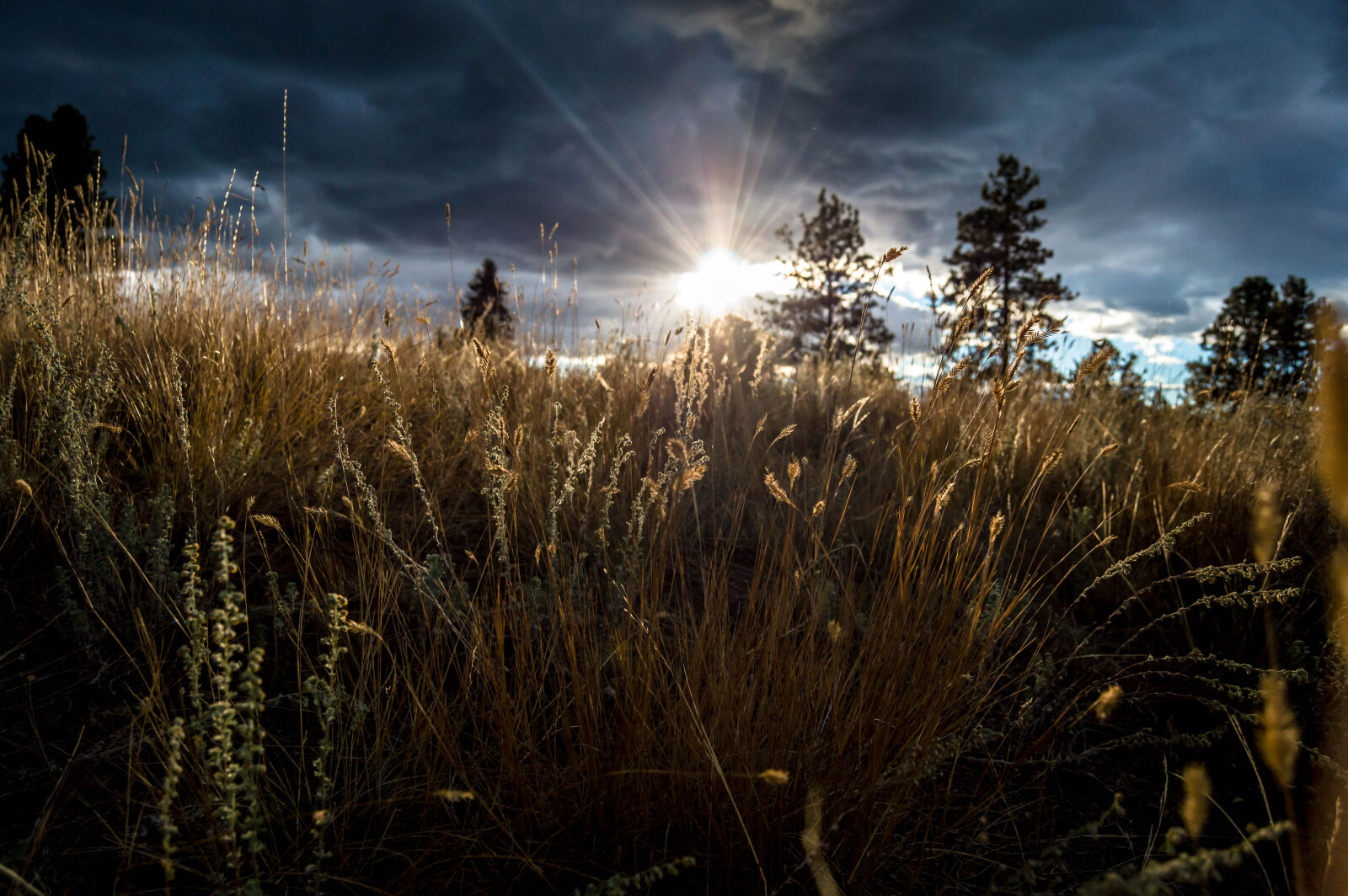 Nikon D3200 sample photo. Wheat, plants, against, sky photography