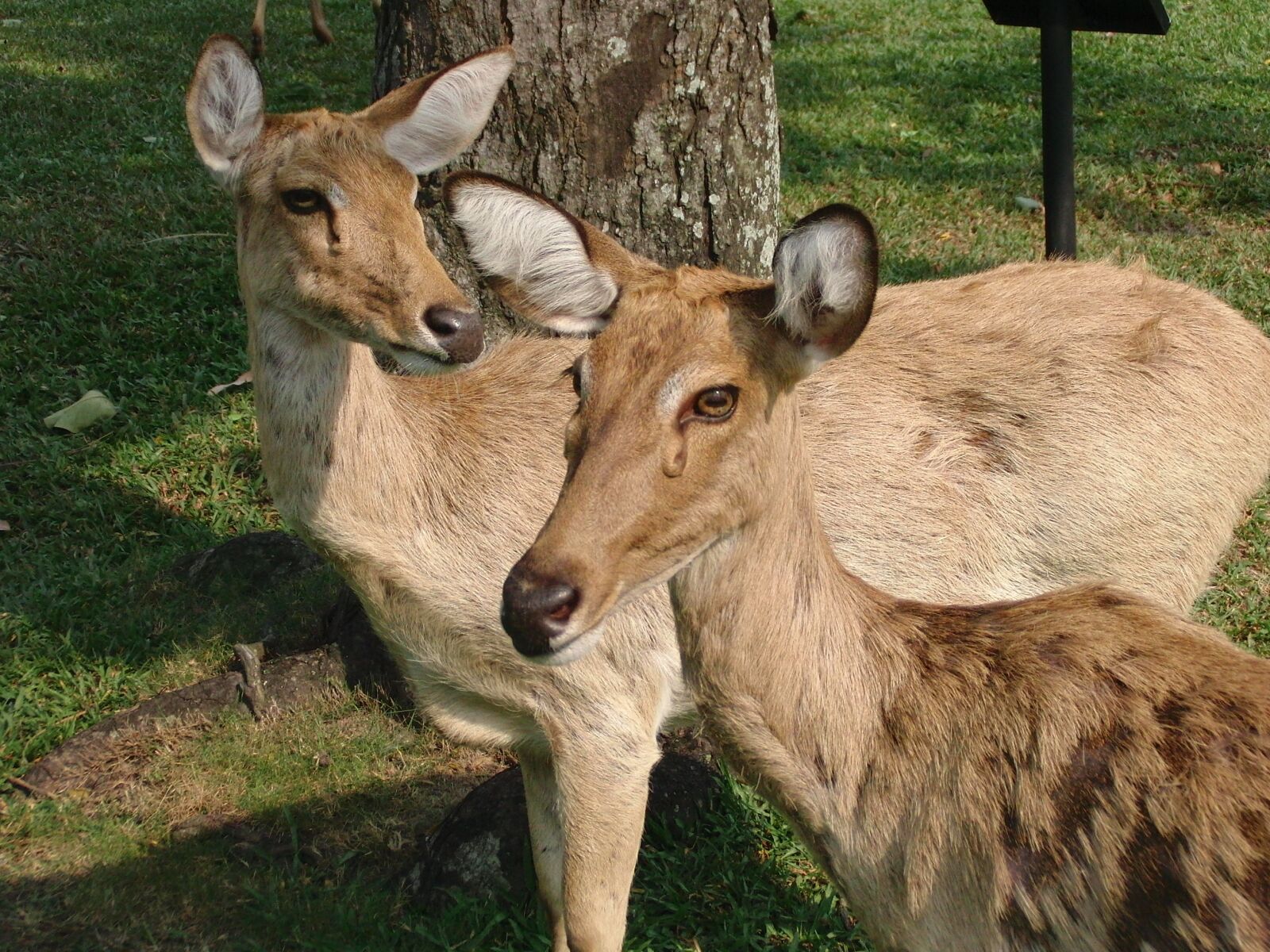 CASIO EX-FC100 sample photo. Thaminsky deer, cervus eldii photography