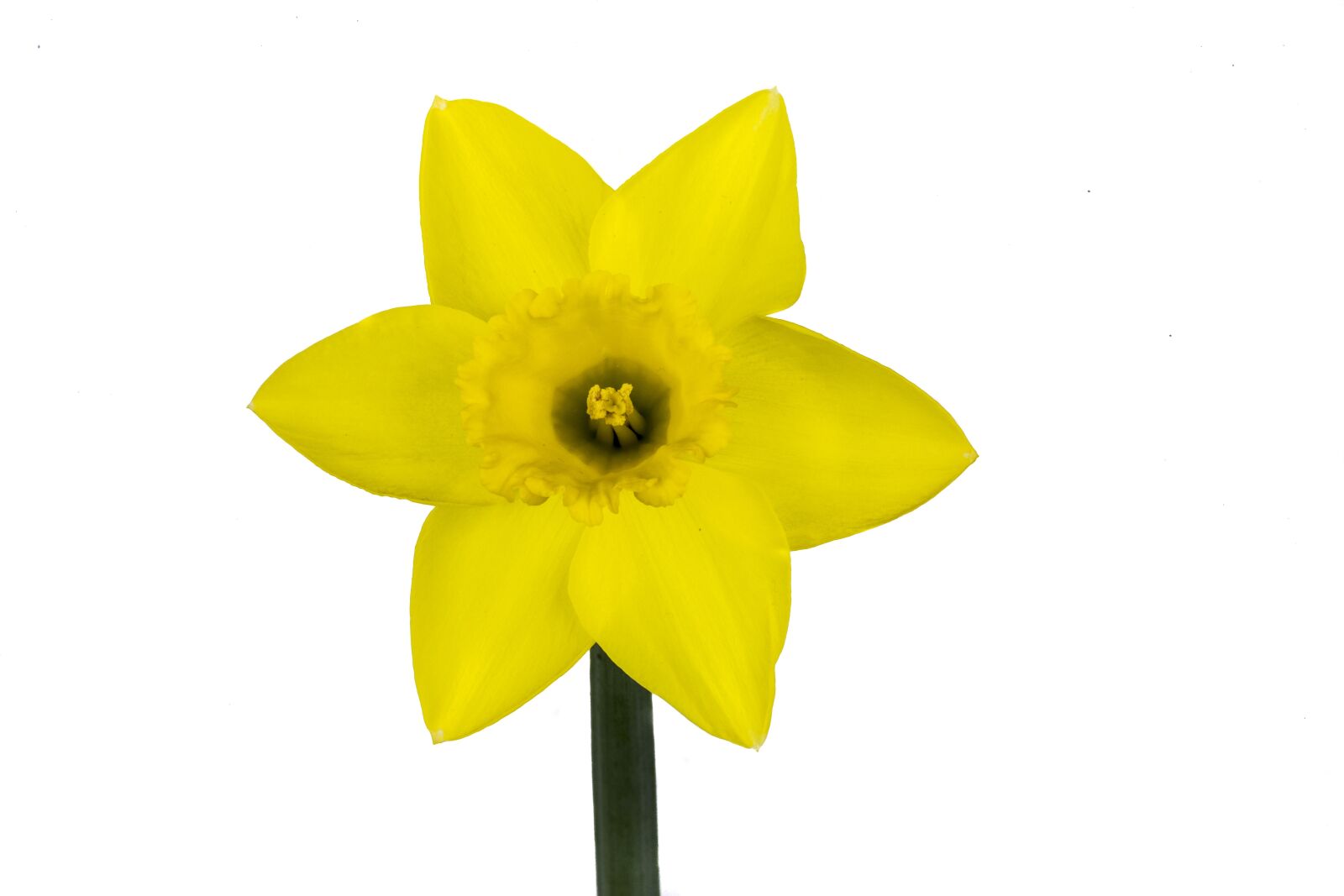 Canon EOS 6D sample photo. Narcis, flower, yellow photography