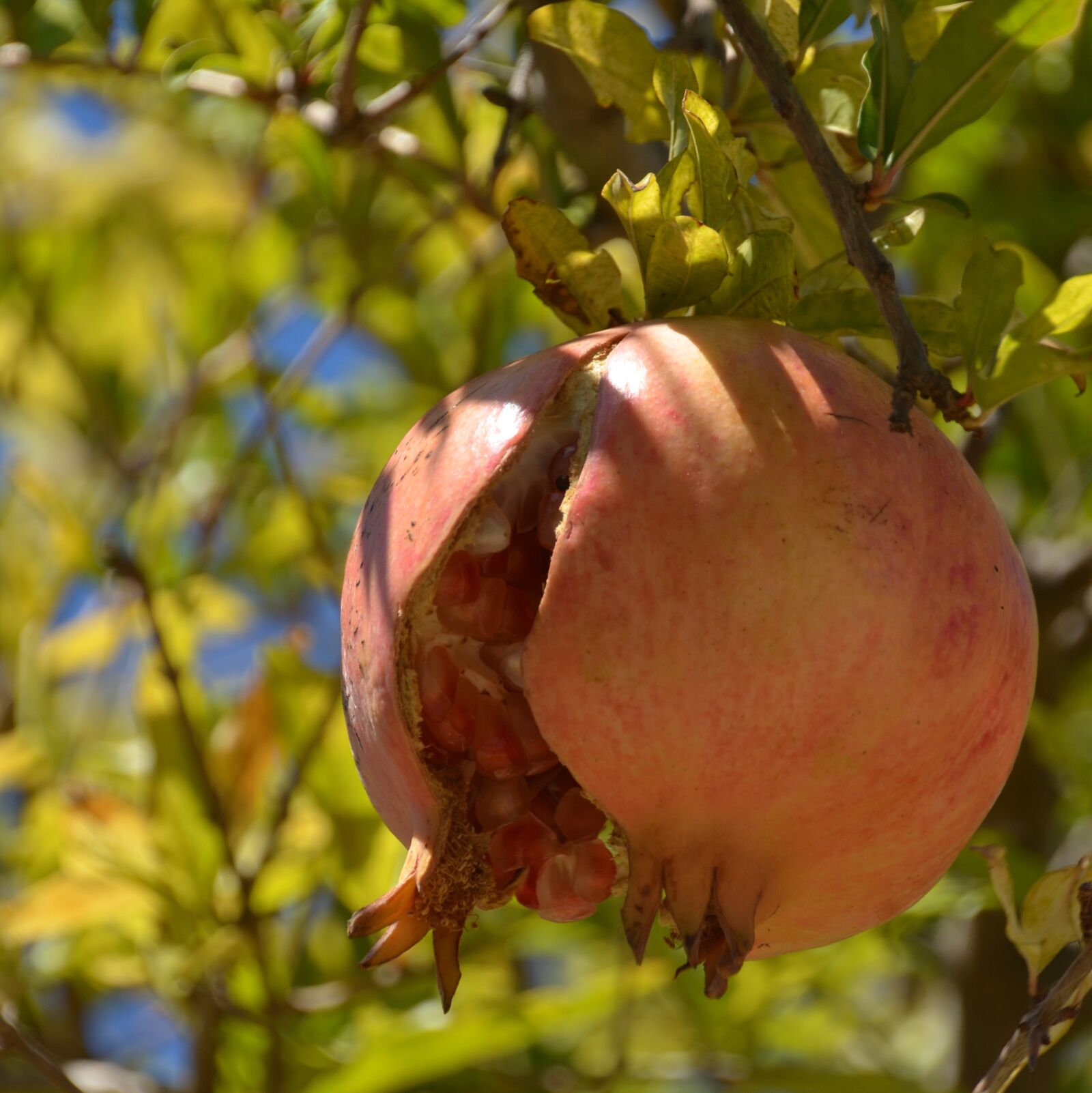 Nikon D5100 sample photo. Pomegranate, fruit, healthy photography