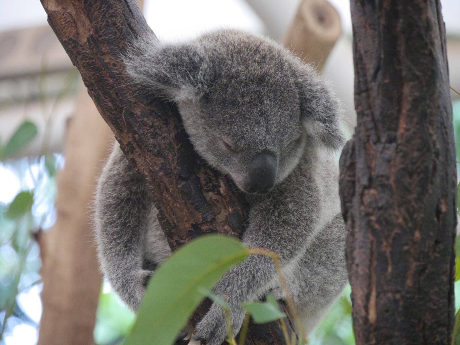 Panasonic Lumix DMC-GH3 sample photo. Koala, animal, australia photography