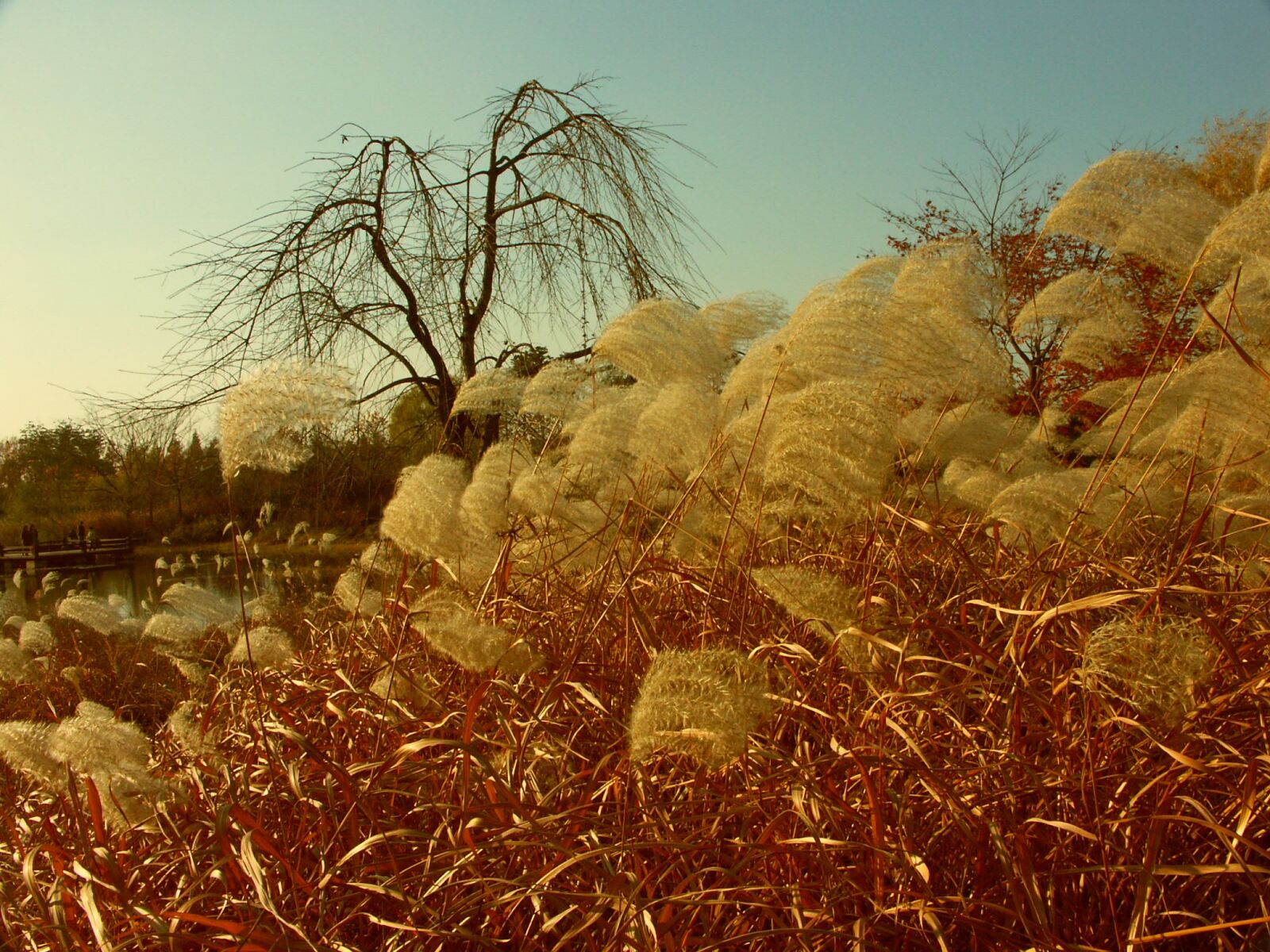 KONICA MINOLTA DiMAGE A1 sample photo. Autumn, lake park, reed photography