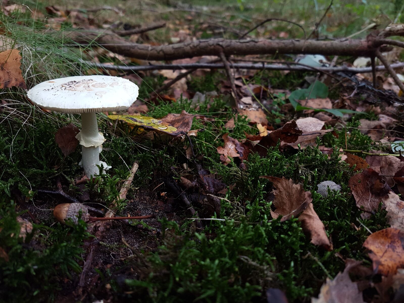 Samsung Galaxy S7 Edge sample photo. Mushroom, forest, forest land photography