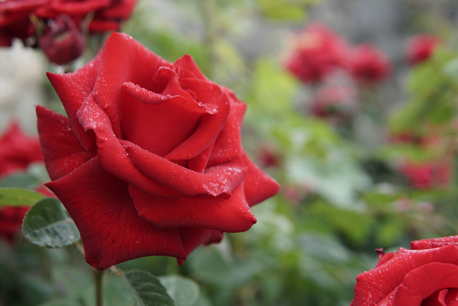 30mm F1.4 DC DN | Contemporary 016 sample photo. Rose, red rose, flower photography