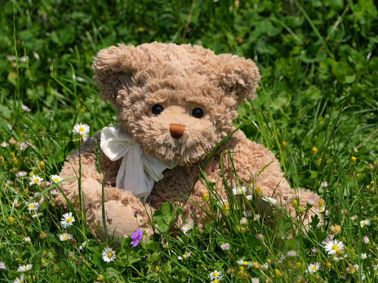 Panasonic Lumix DMC-FZ2500 (Lumix DMC-FZ2000) sample photo. Plush, bear, grass photography