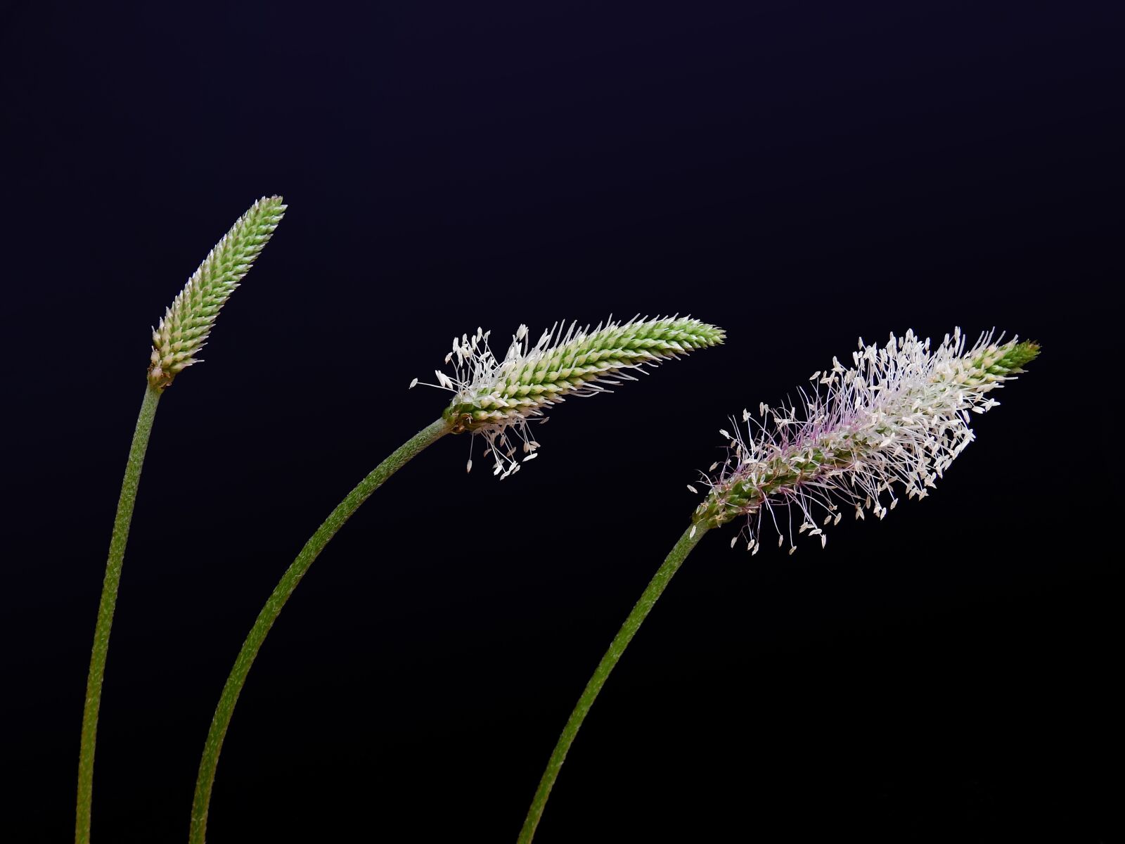 Nikon Coolpix P900 sample photo. Blade of grass, seeds photography