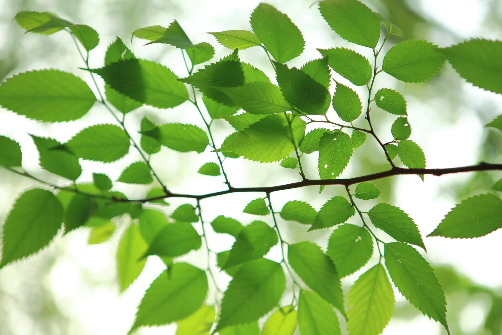 Canon EOS 5D Mark II sample photo. The leaves, greenness, wood photography