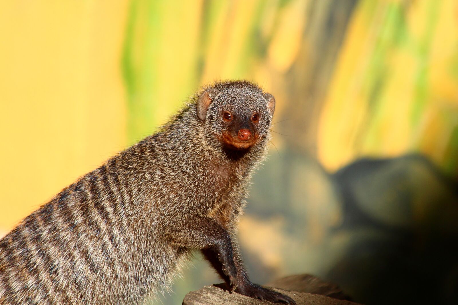 Canon EOS 650D (EOS Rebel T4i / EOS Kiss X6i) sample photo. Mongoose, mungo, mungos mungo photography