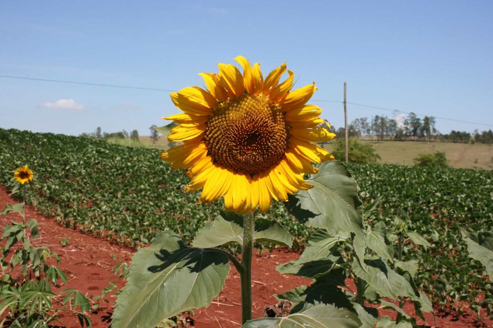 Canon EOS 400D (EOS Digital Rebel XTi / EOS Kiss Digital X) sample photo. Sunflower, blue sky, flower photography