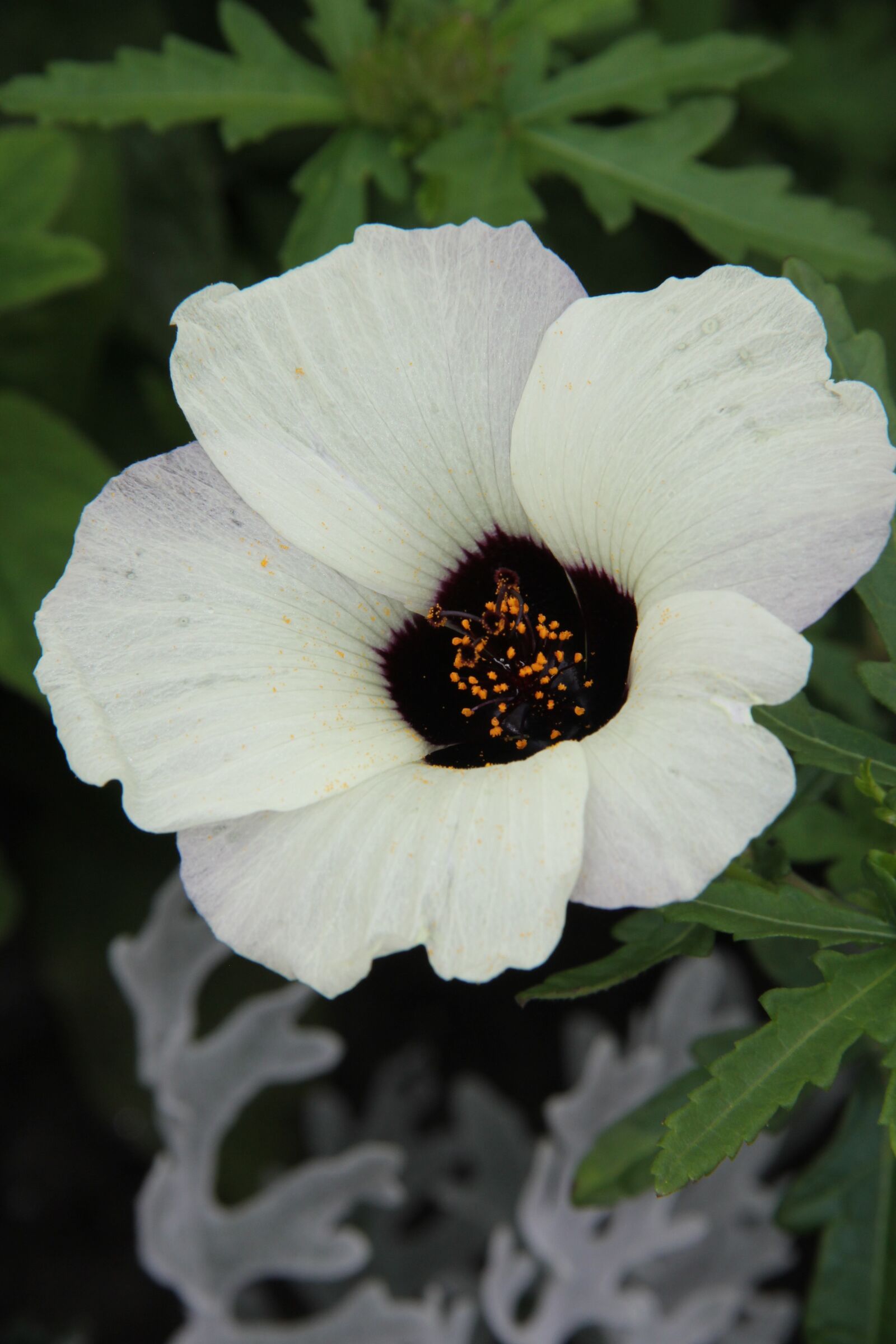 Canon EOS 550D (EOS Rebel T2i / EOS Kiss X4) sample photo. Flower, nature, white photography