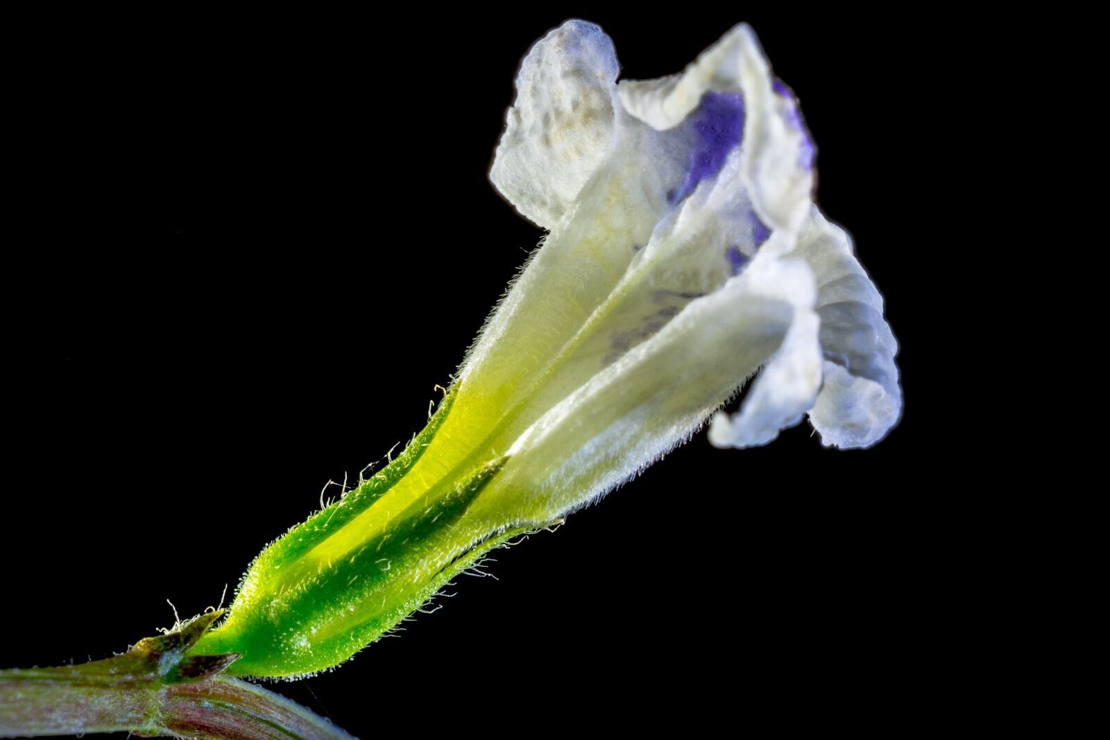 Nikon D5200 sample photo. Wild flower, small flower photography