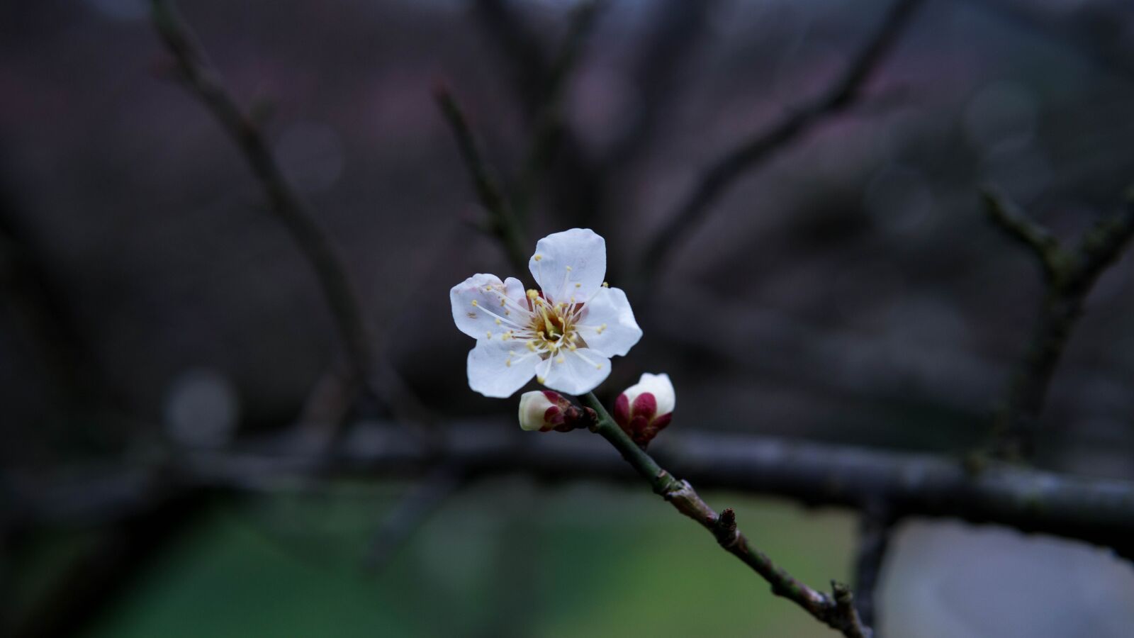 Sony a5100 sample photo. Plum blossom, white, petal photography