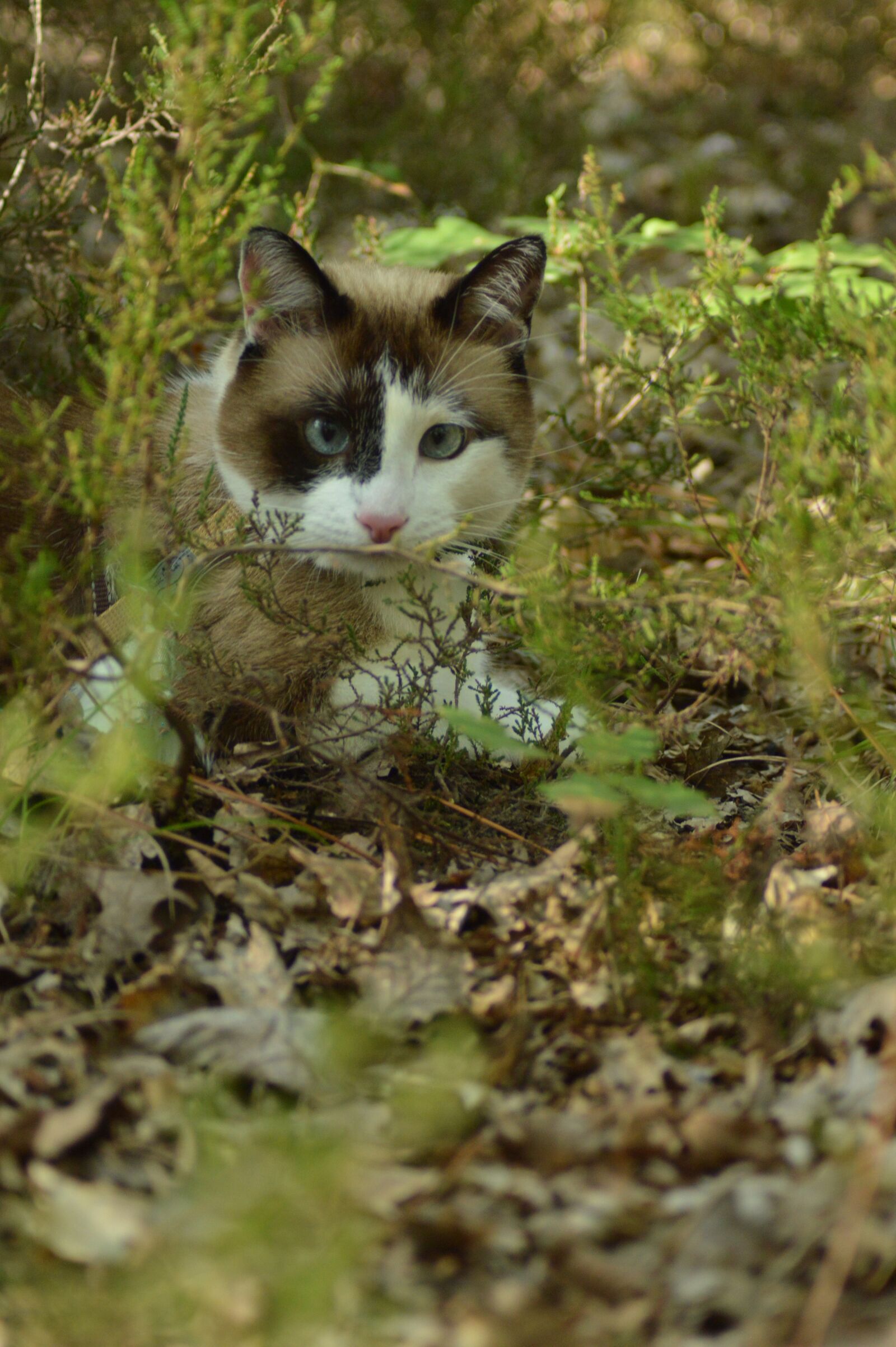 Nikon D3200 sample photo. Cat, forest, fur photography
