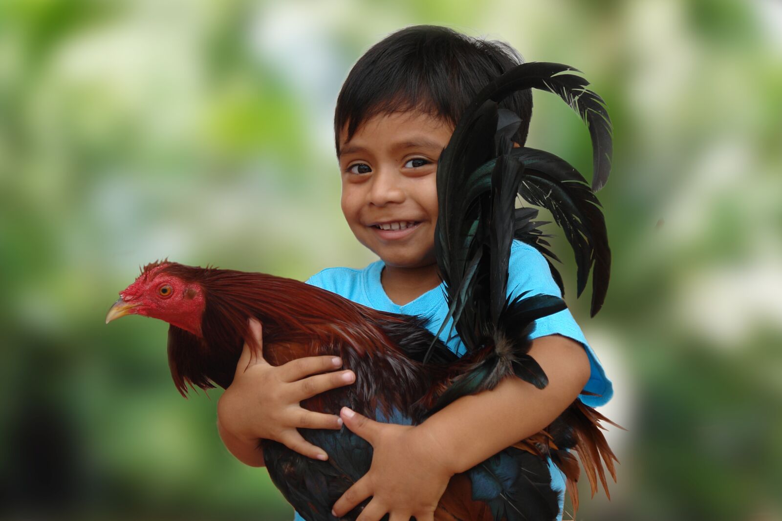 Sony DSC-R1 sample photo. Roosters, child, animal photography