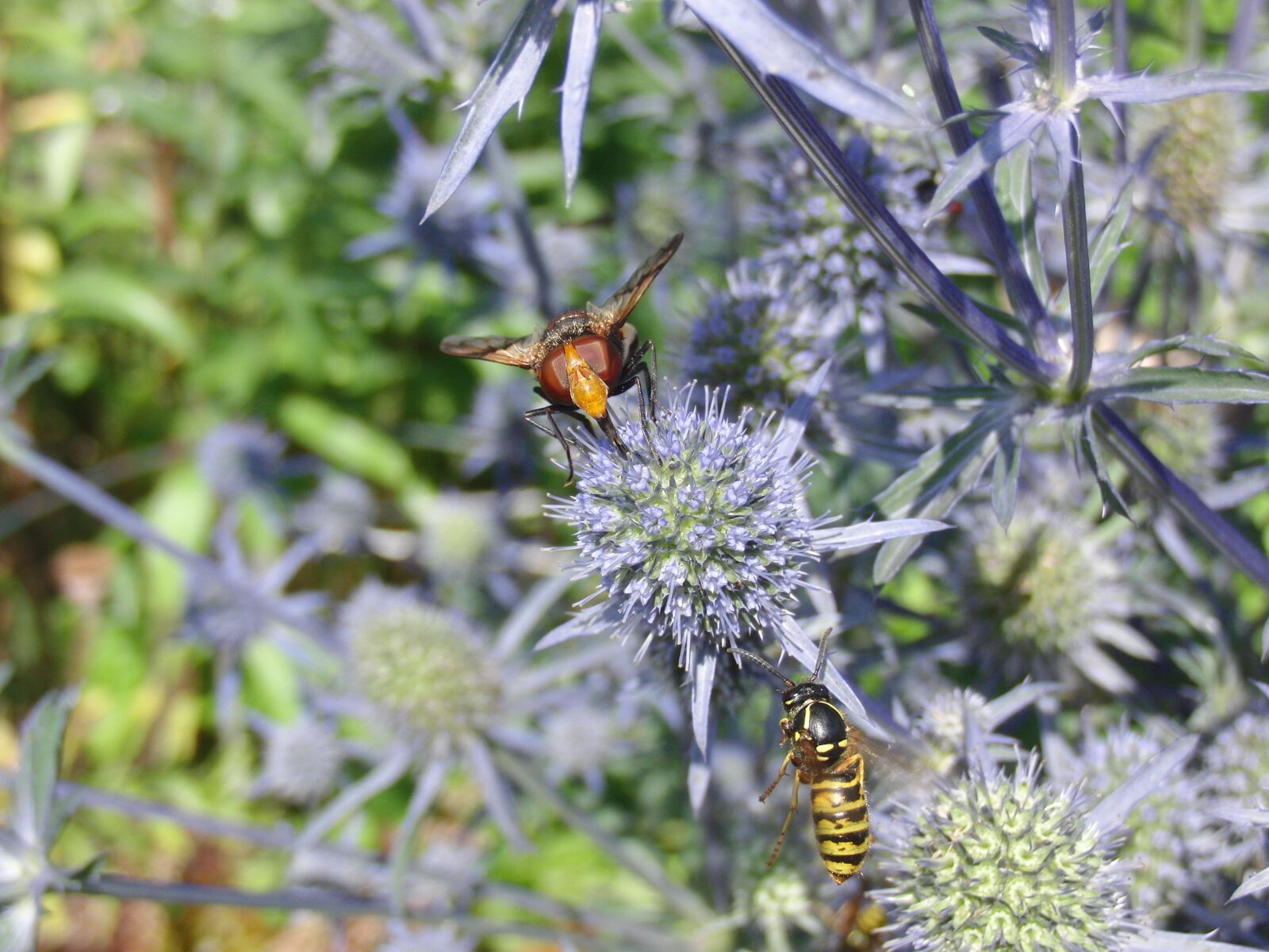 CASIO EX-FC100 sample photo. Wasp, insect, flight insect photography