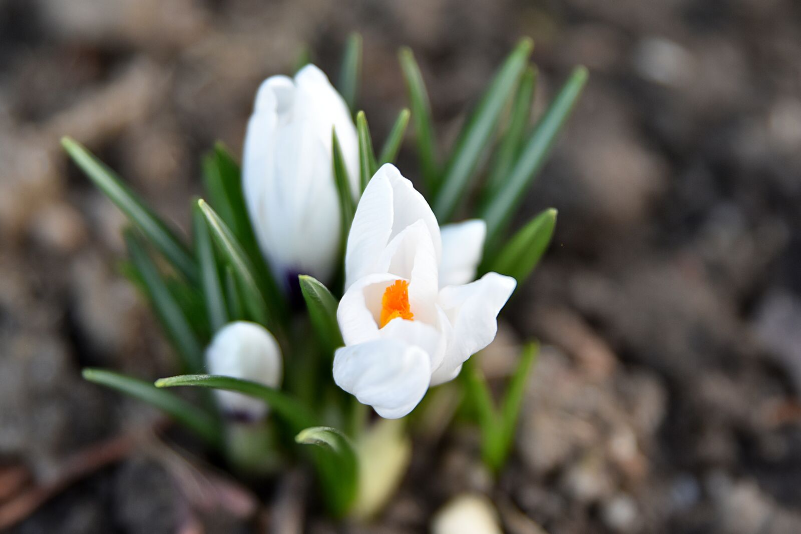 Nikon D7200 sample photo. White crocus, garden, spring photography
