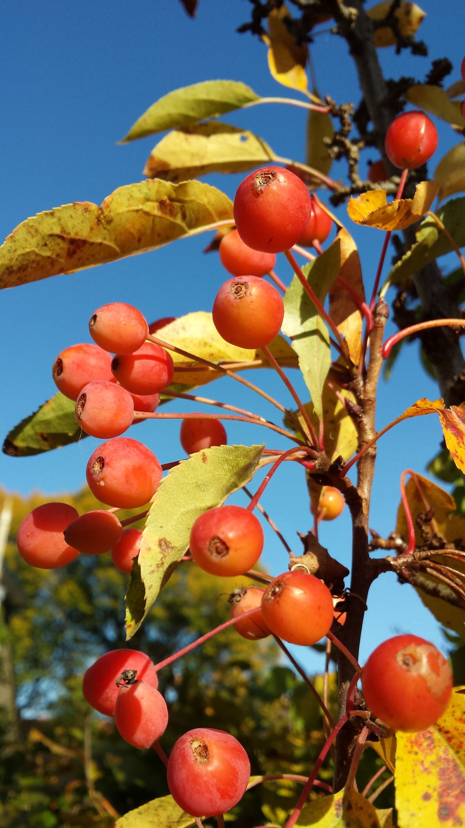 Samsung Galaxy S4 sample photo. Ornamental apple, malus, autumn photography