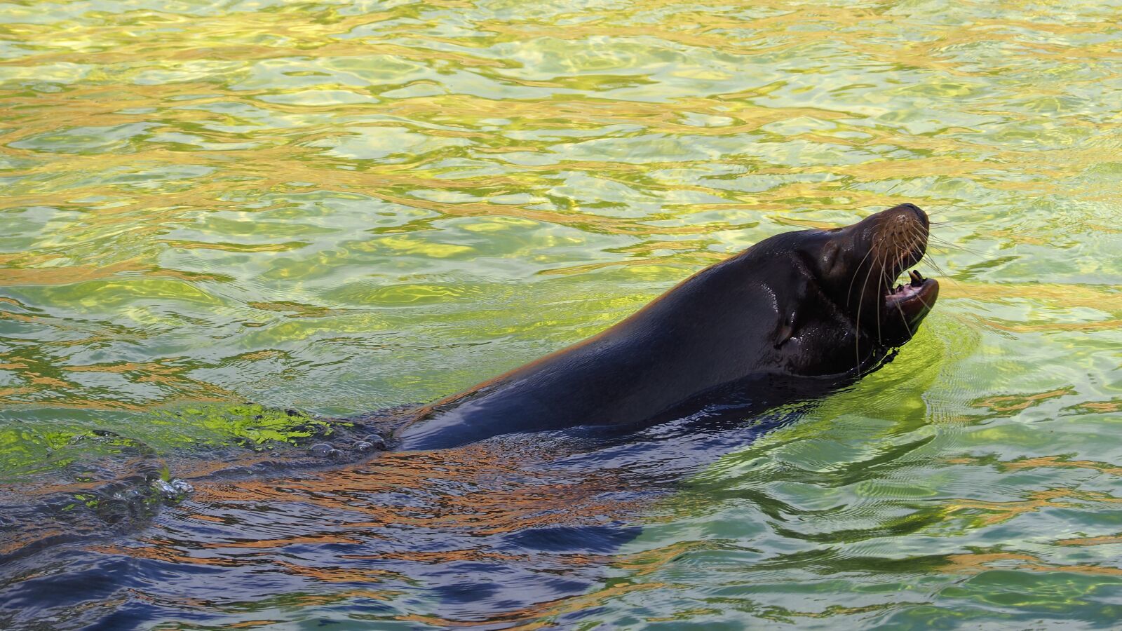 Olympus OM-D E-M10 II sample photo. Seal, animal, colorful photography
