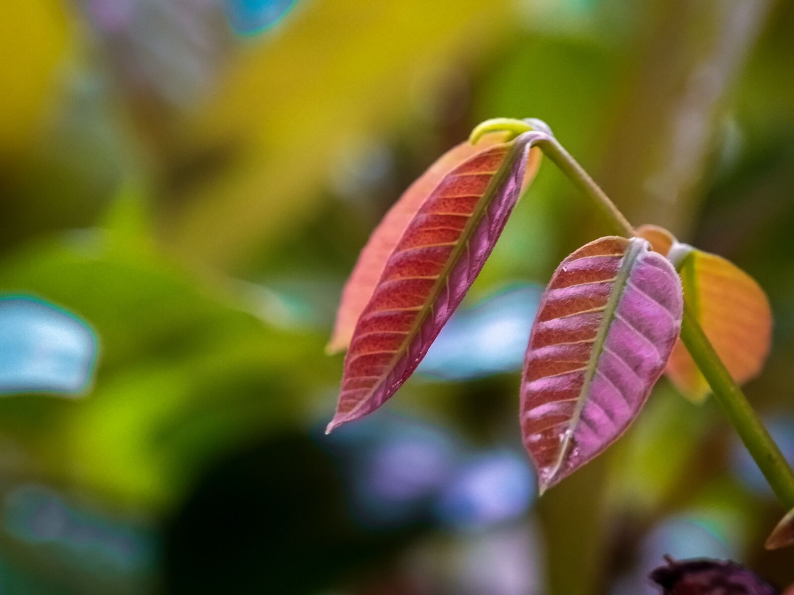 Xiaomi Redmi Note 7 sample photo. Leaf, dahan, macro photography