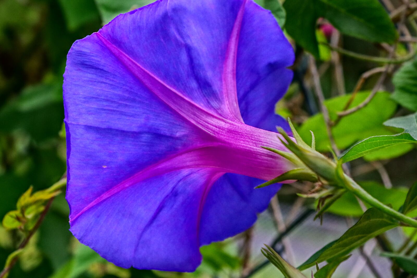 Pentax K-70 sample photo. Ipomoea purpurea, campanilla, campanula photography