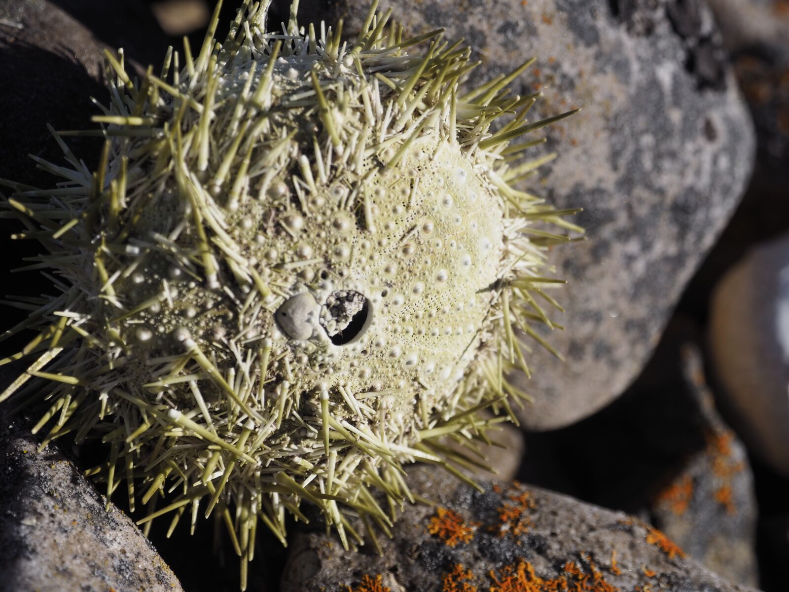 Olympus OM-D E-M10 + OLYMPUS M.12-50mm F3.5-6.3 sample photo. Starfish, sea, animal photography