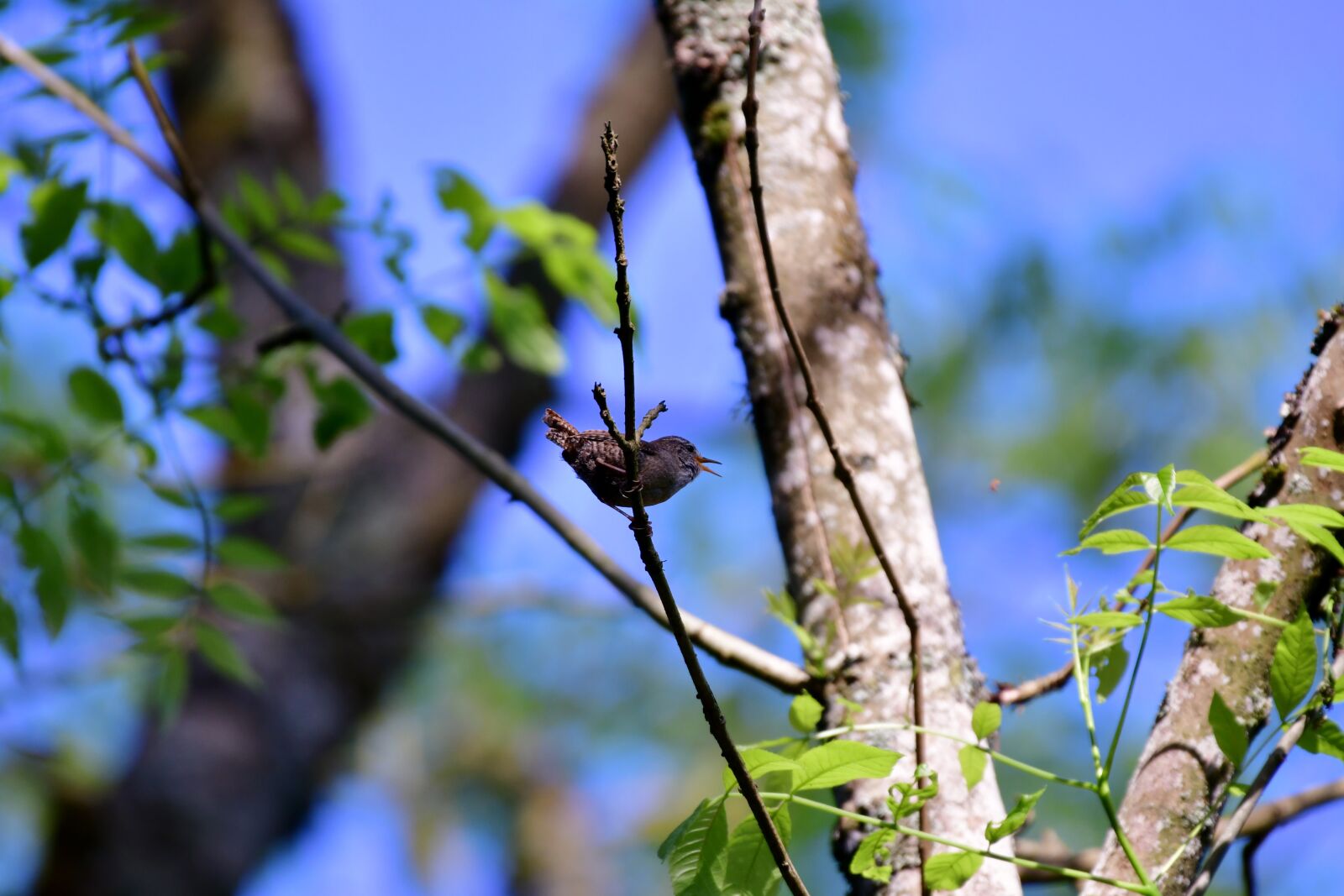Nikon D500 sample photo. Willow wren, bird, nature photography
