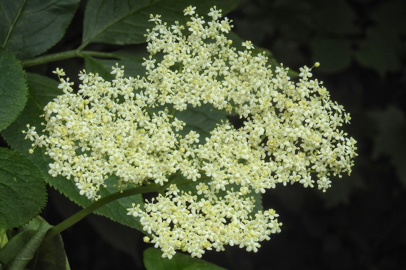 Nikon Coolpix P900 sample photo. Elderberry flower, elder, blossom photography