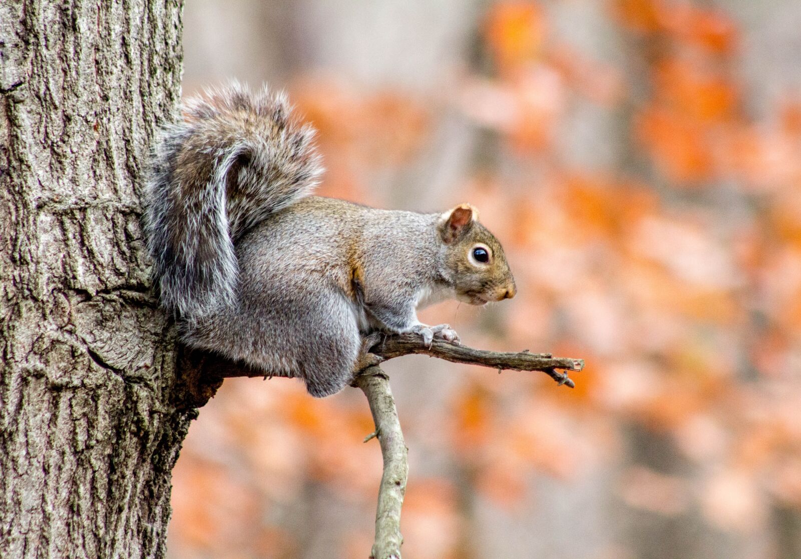 Canon EOS 700D (EOS Rebel T5i / EOS Kiss X7i) sample photo. Nature, wildlife, tree photography