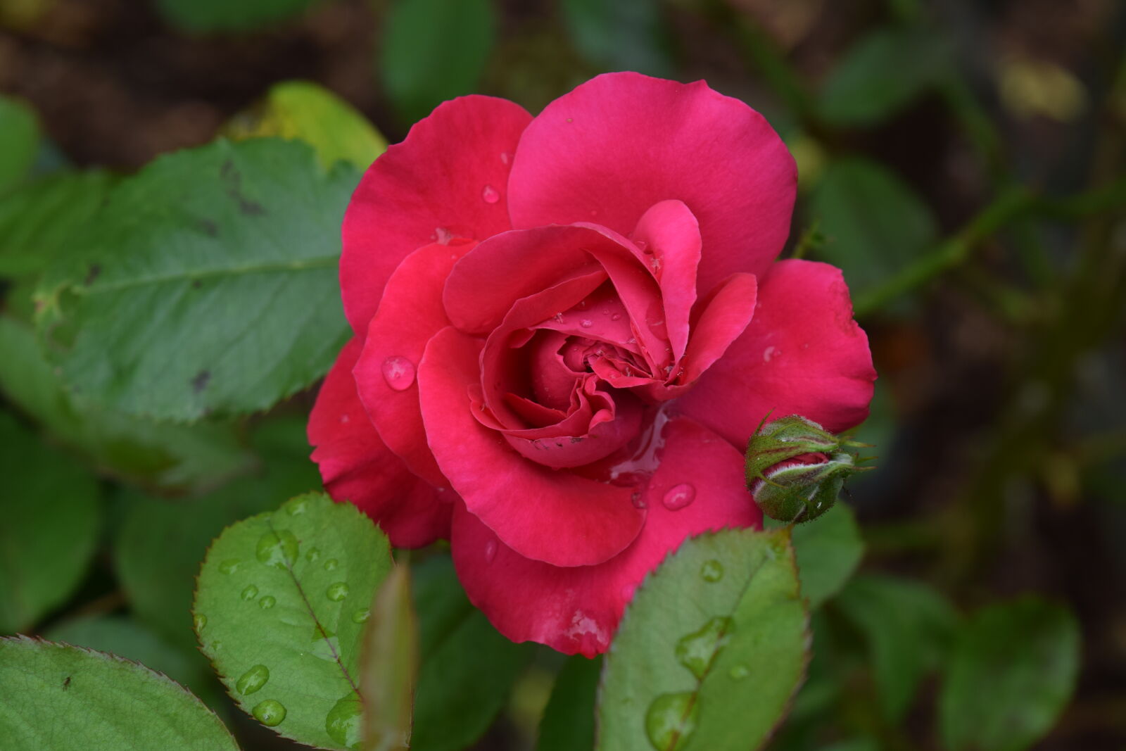 Nikon D3300 sample photo. Roses photography