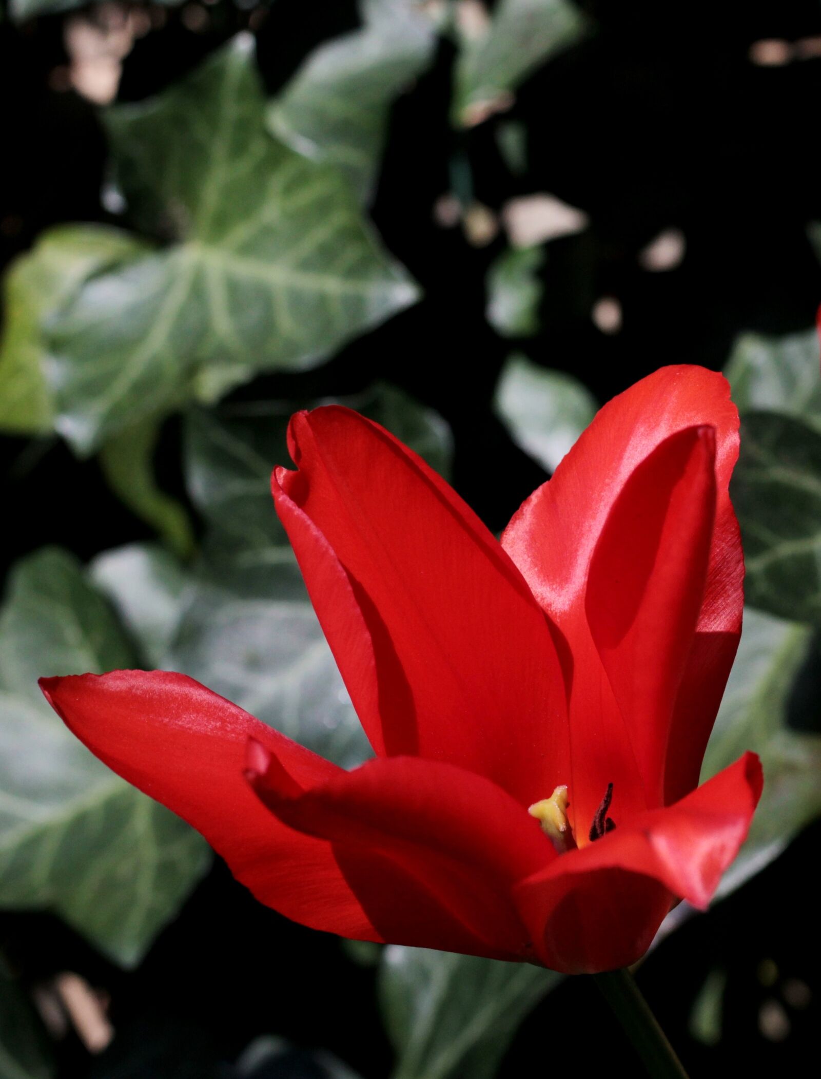 Canon EOS 600D (Rebel EOS T3i / EOS Kiss X5) + Canon EF 50mm F1.8 STM sample photo. Tulip, red, spring flower photography