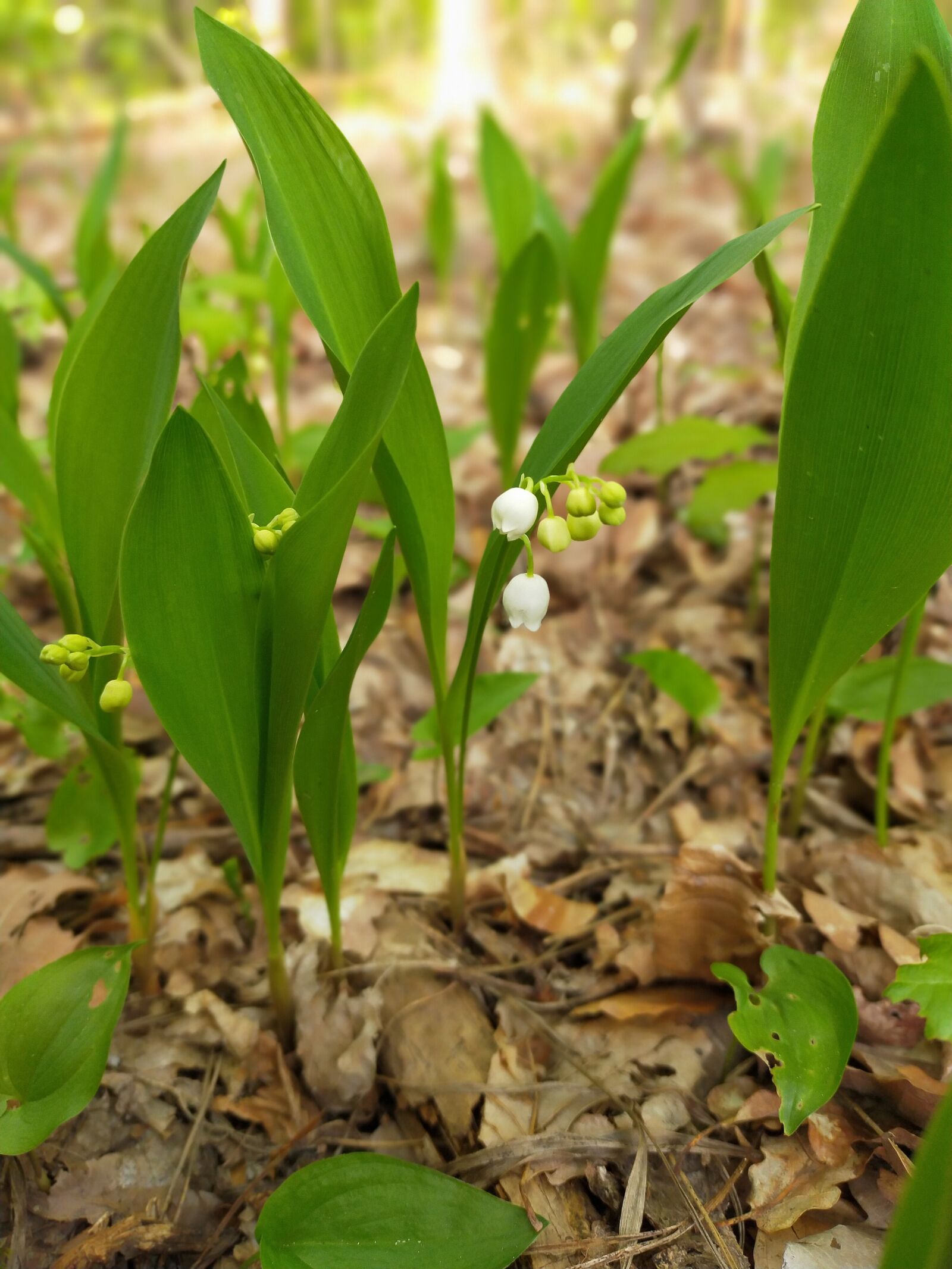 OPPO A9 2020 sample photo. Konwalie, forest, spring photography