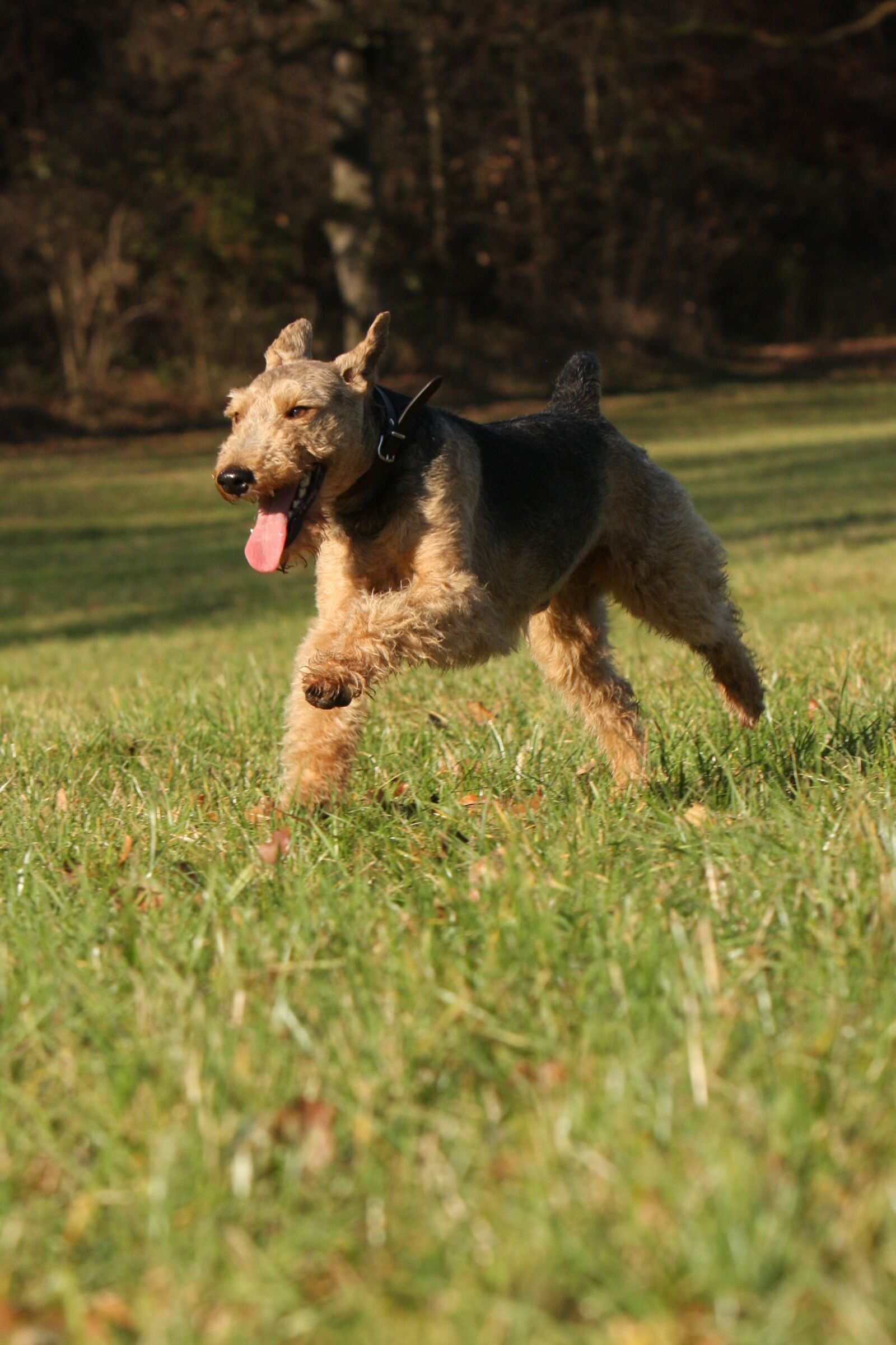Canon EOS 40D sample photo. Welsh terrier, hunting dog photography