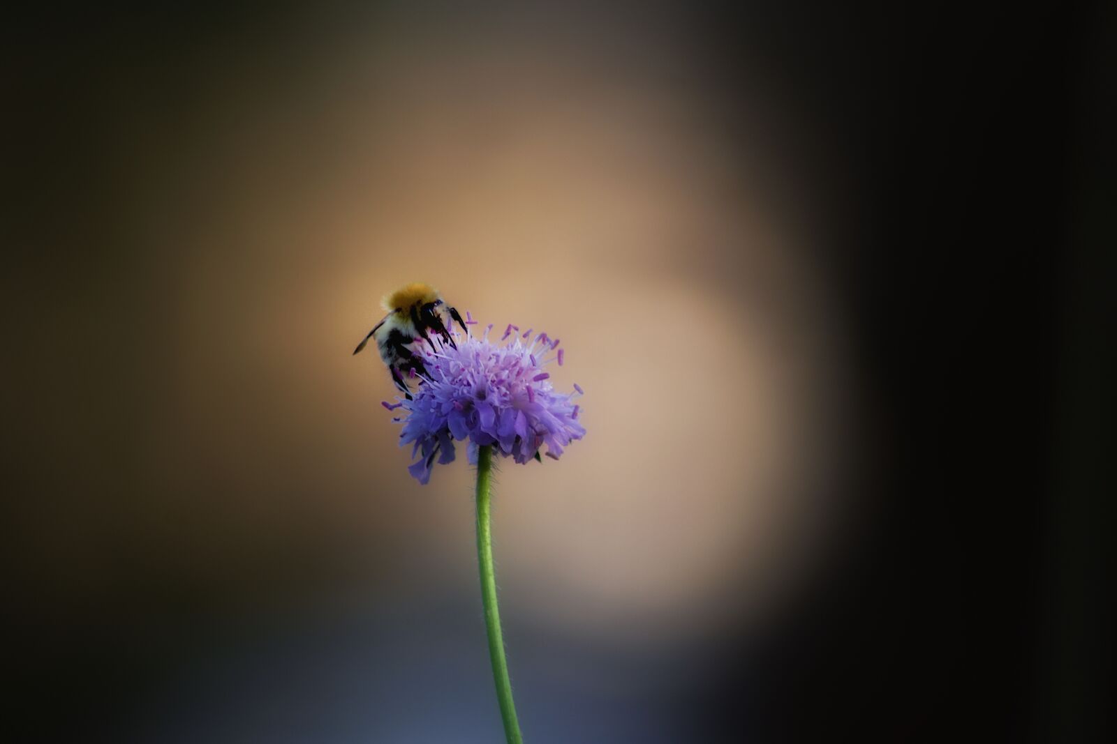 Pentax K-70 sample photo. Bee, flower, insect photography