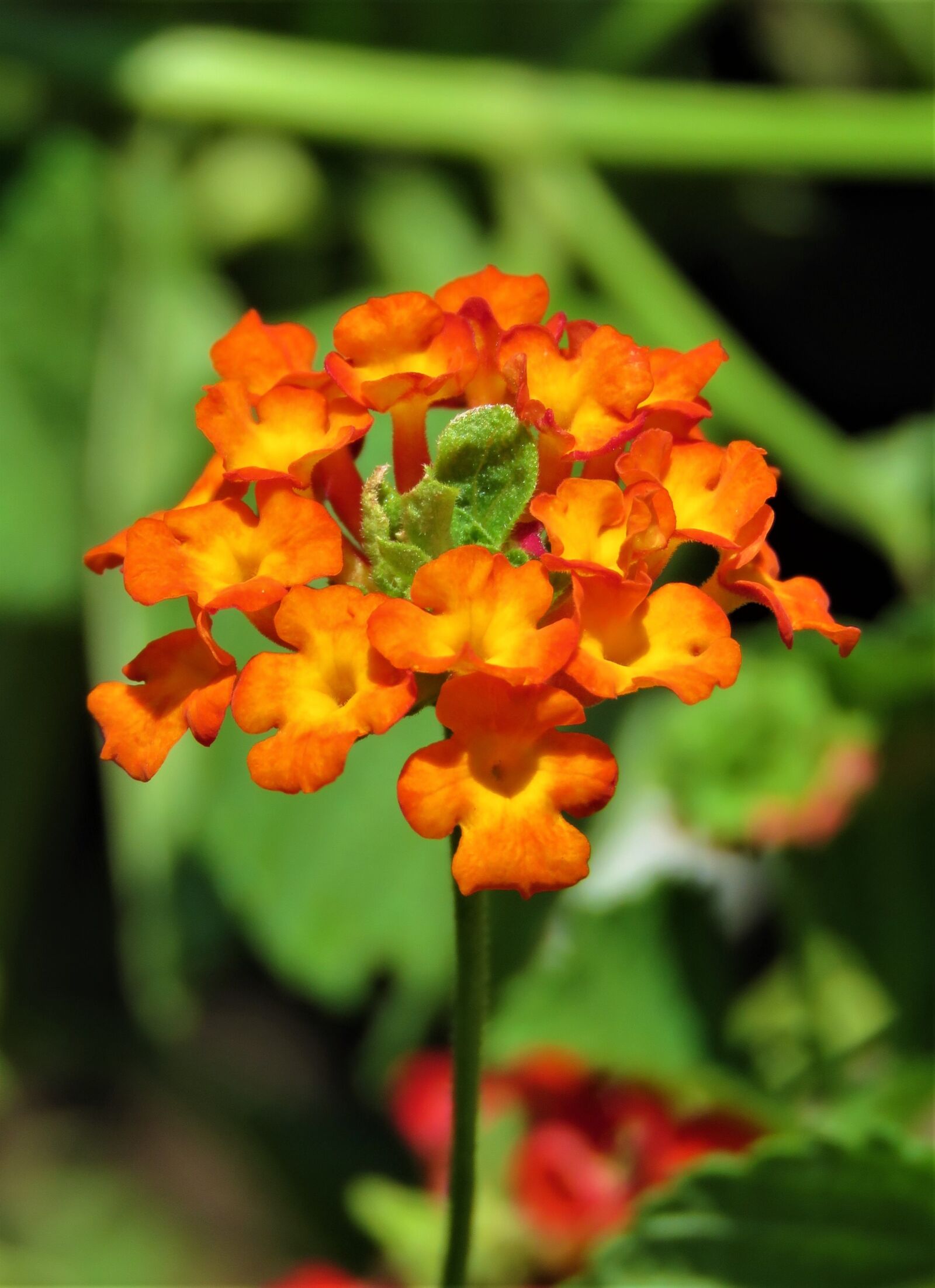 Canon PowerShot SX60 HS sample photo. Flower, orange, tropical photography