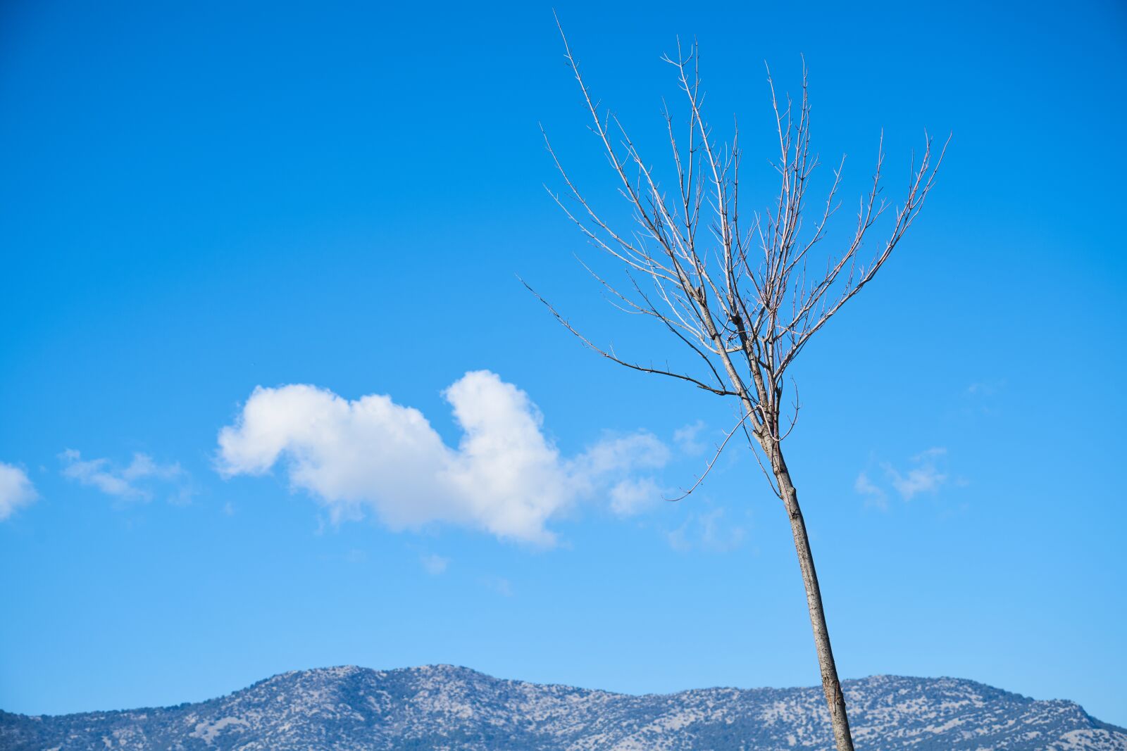 Sony a7R II sample photo. Nature, tree, current season photography