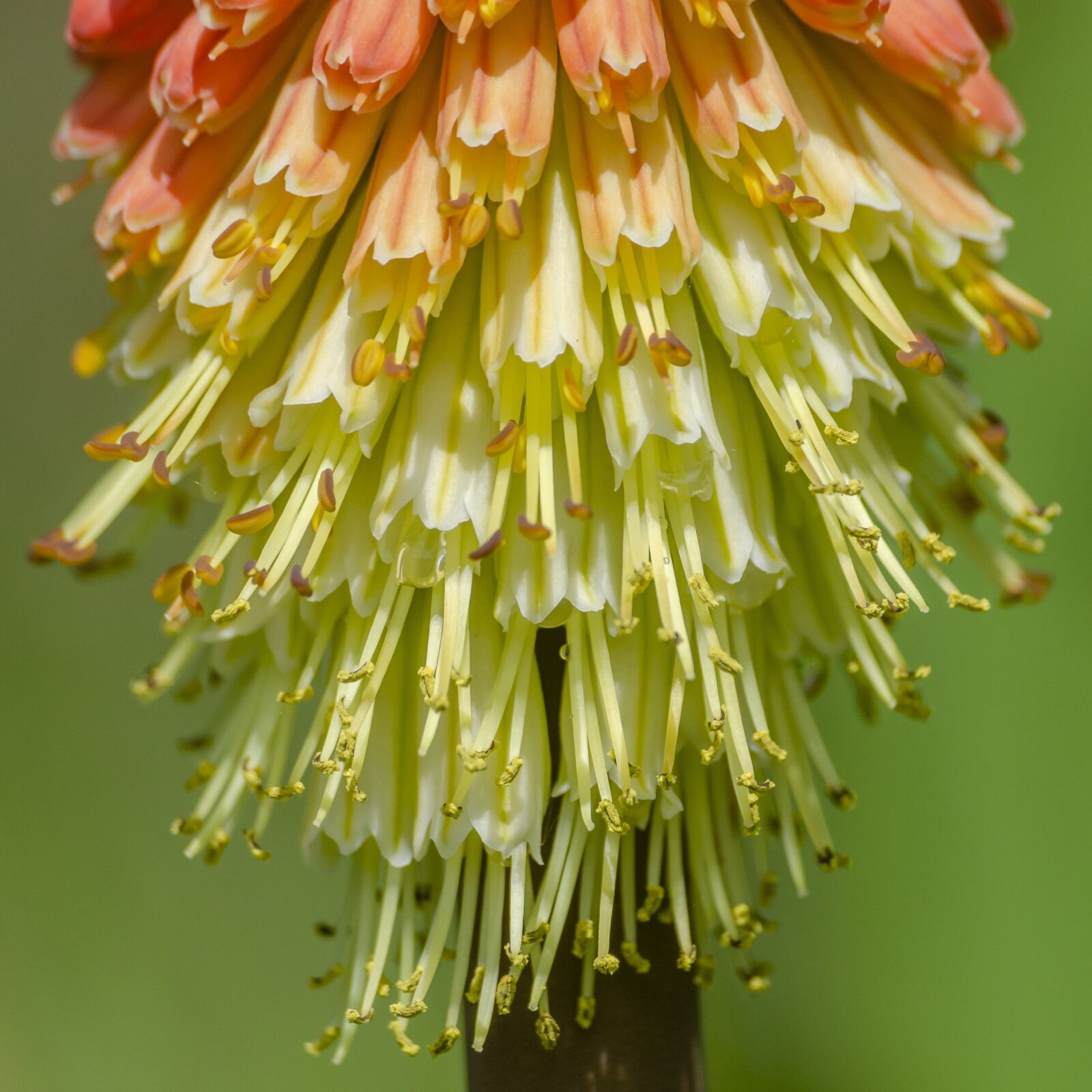 Nikon D7000 sample photo. Kniphofia, uvaria, tritome photography