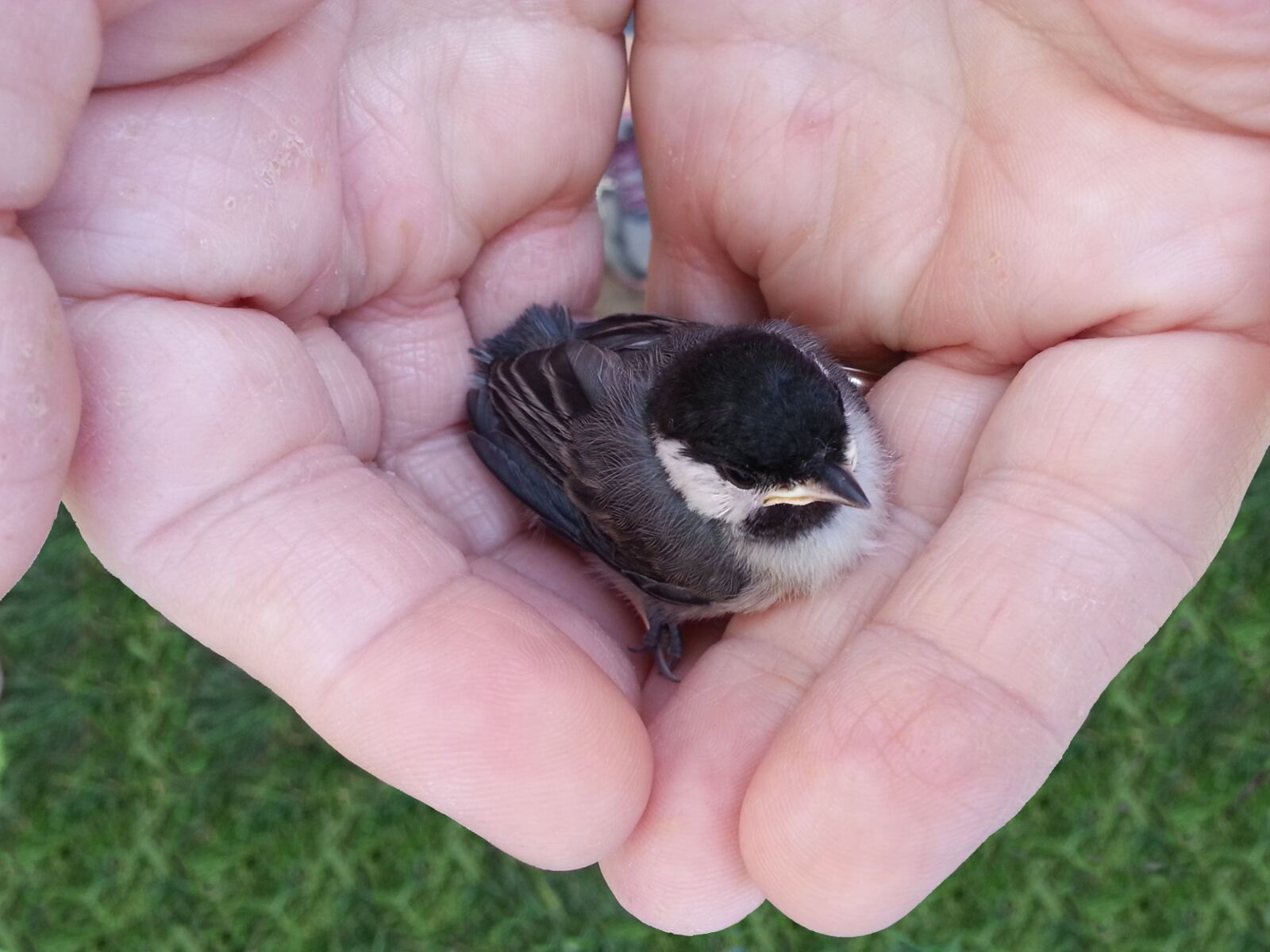 Samsung Galaxy S3 sample photo. Chickadee, black-capped chickadee, bird photography