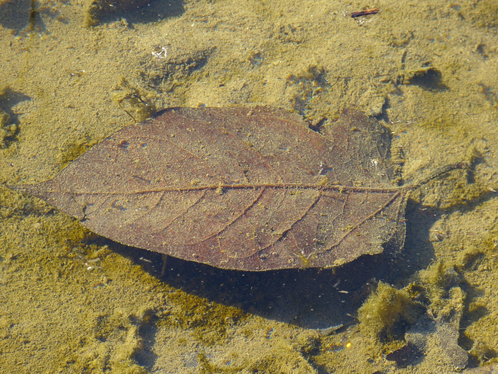 Panasonic Lumix DMC-FZ150 sample photo. Leaf, in the water photography