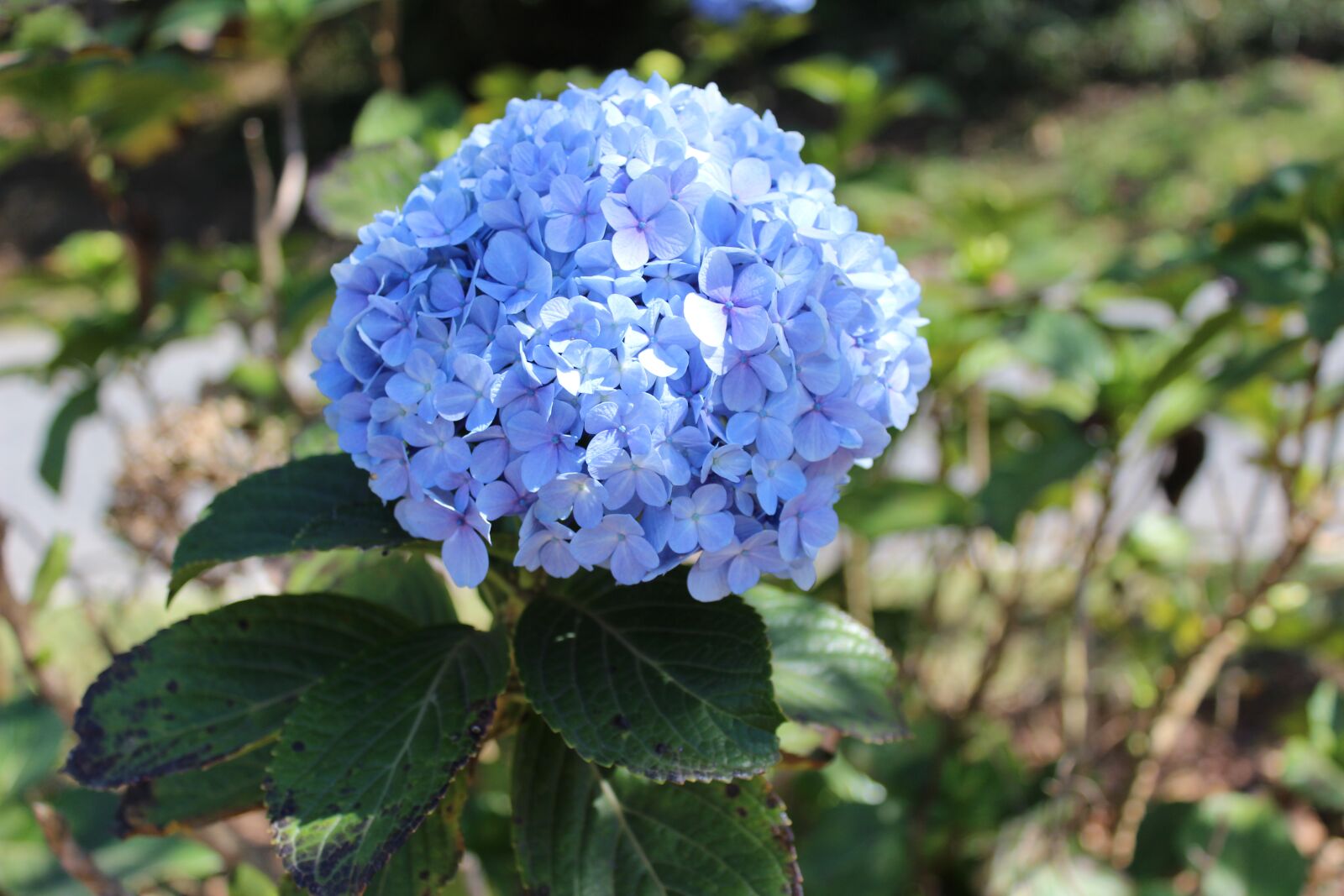 Canon EOS 1200D (EOS Rebel T5 / EOS Kiss X70 / EOS Hi) sample photo. Hydrangea, garden, blue flower photography