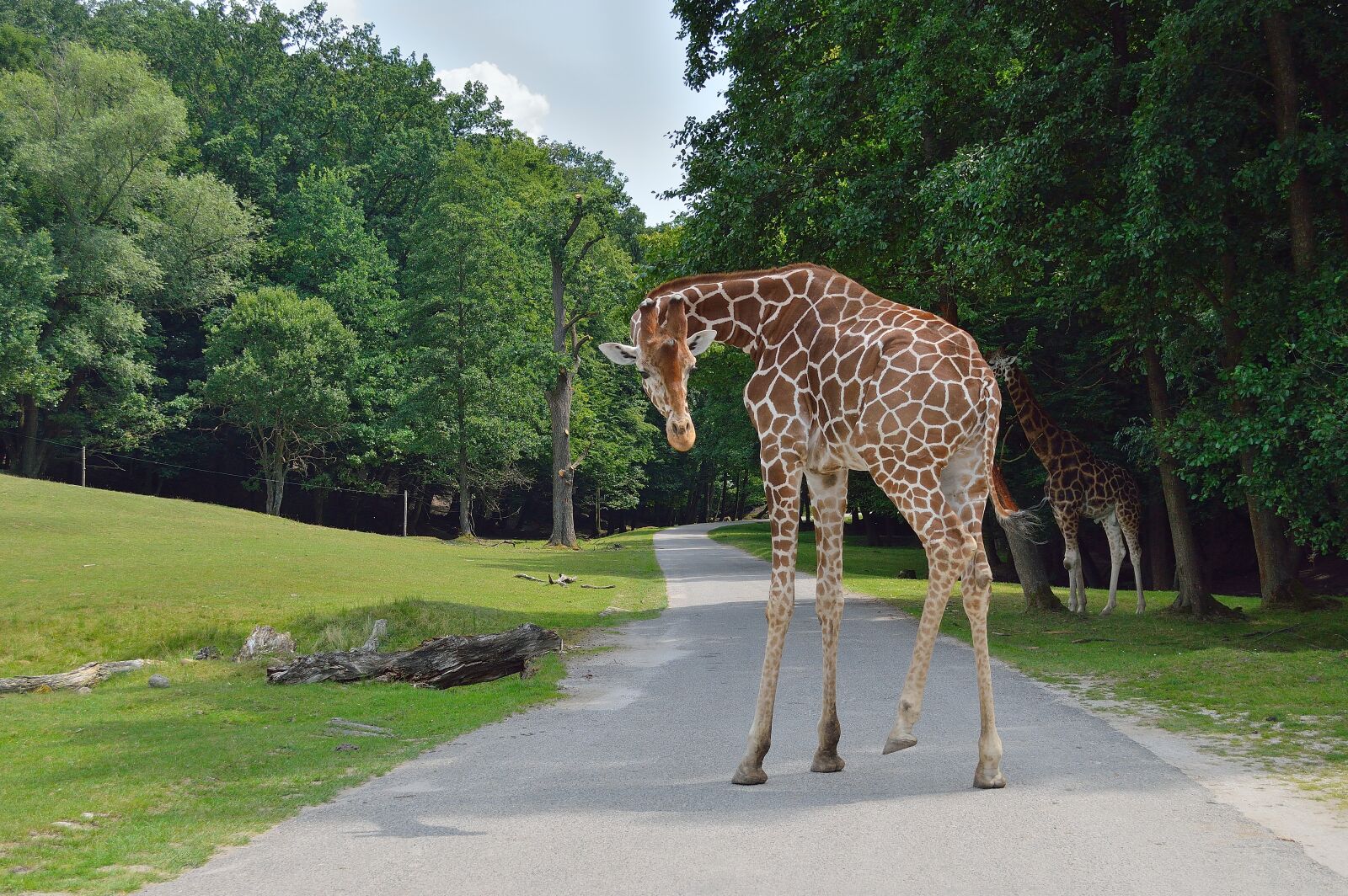 Nikon D3200 sample photo. Giraffe, zoological garden, safari photography
