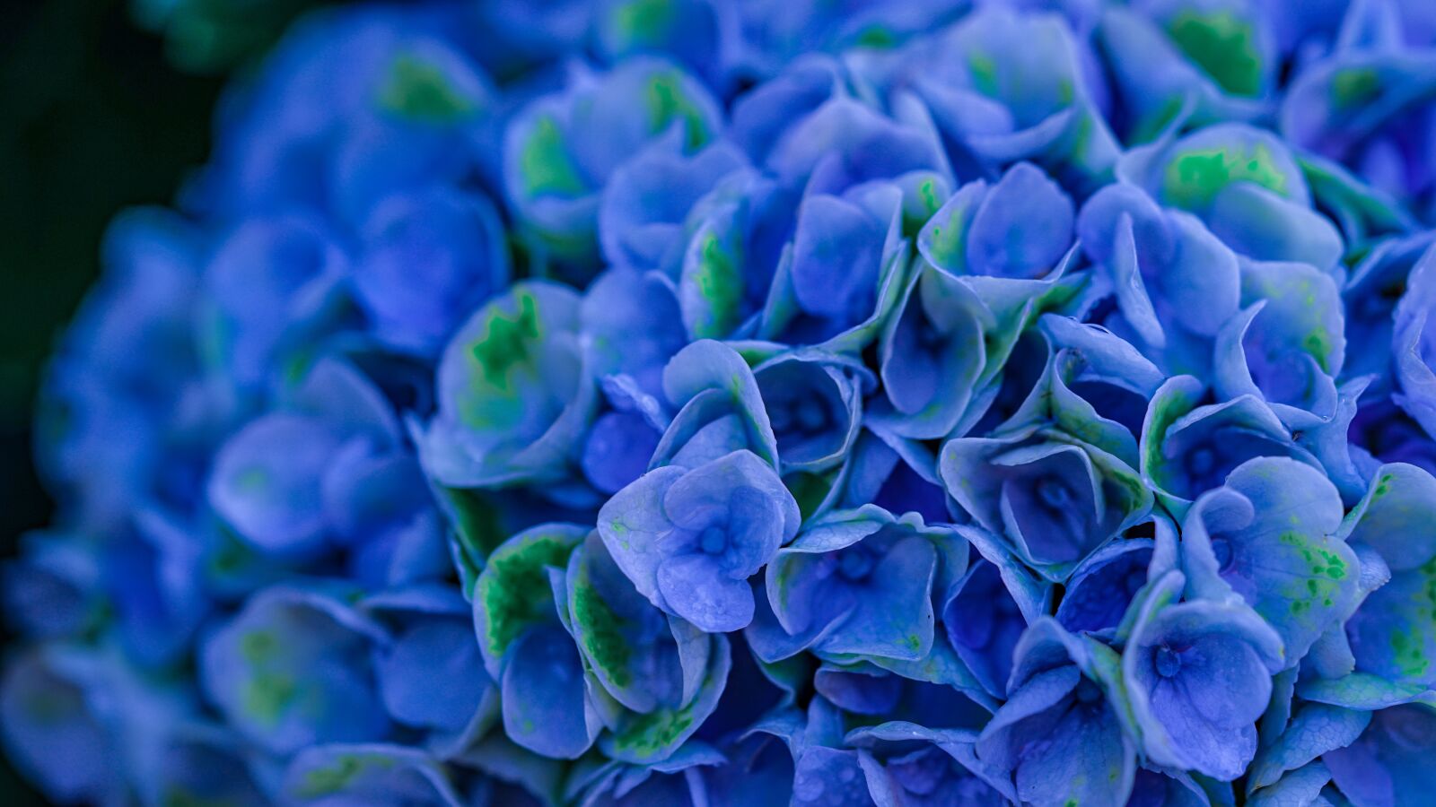 Sony a7 II + Sony FE 90mm F2.8 Macro G OSS sample photo. Hydrangeas, blue, hydrangea photography